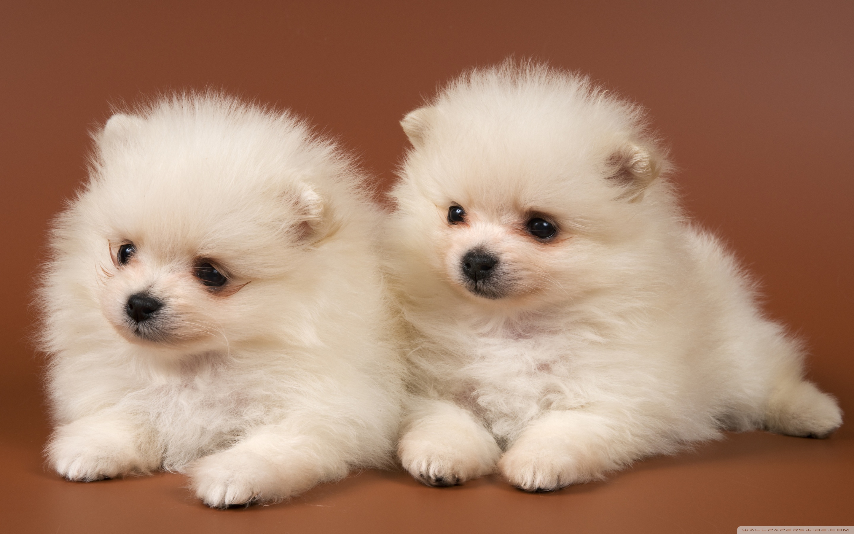 Cute Dogs And Puppies Wallpapers Wallpaper Cave Cute - Cute Dogs - HD Wallpaper 