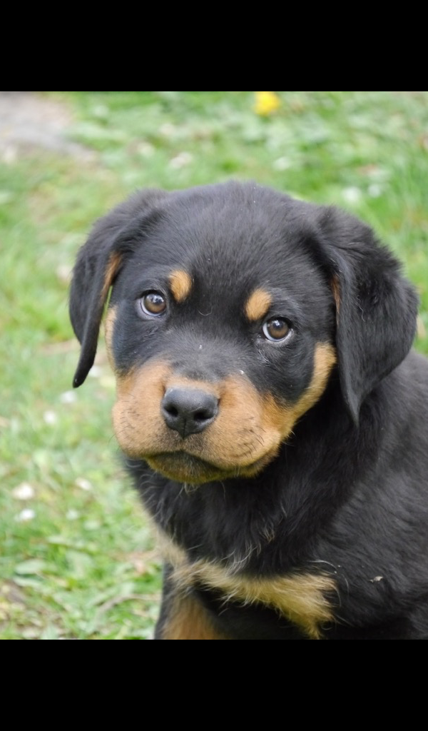 Rottweiler Puppy - HD Wallpaper 