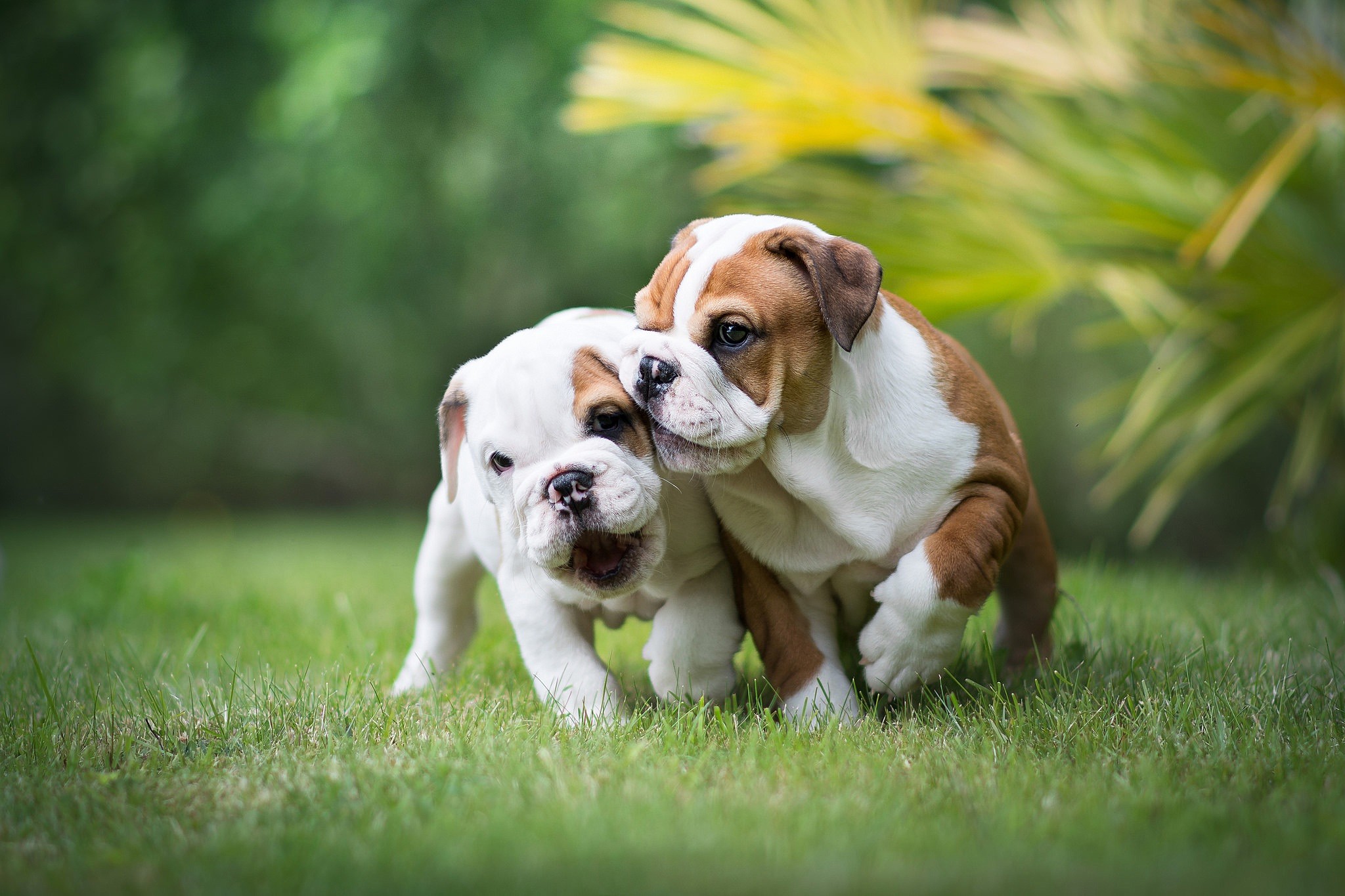 English Bulldog Puppies - HD Wallpaper 