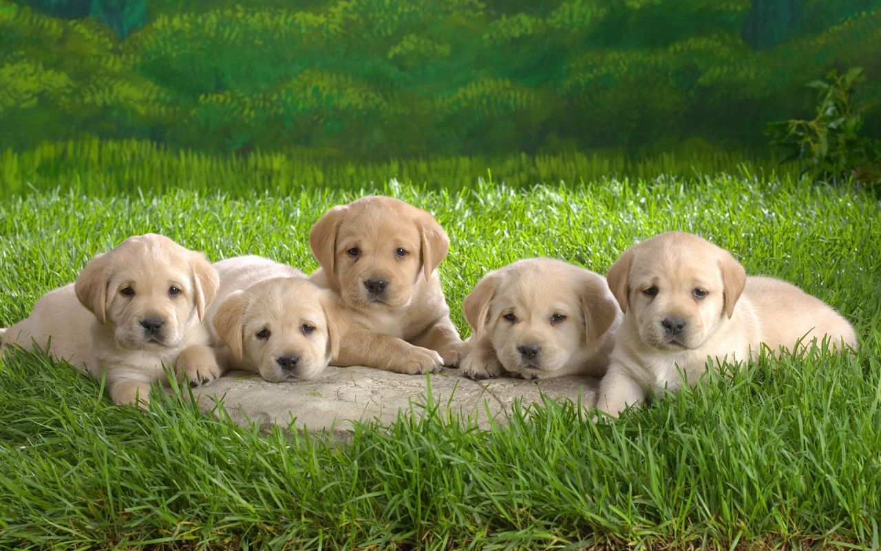 Cute Dogs And Puppies Wallpapers - Puppies Wallpaper For Desktop - HD Wallpaper 