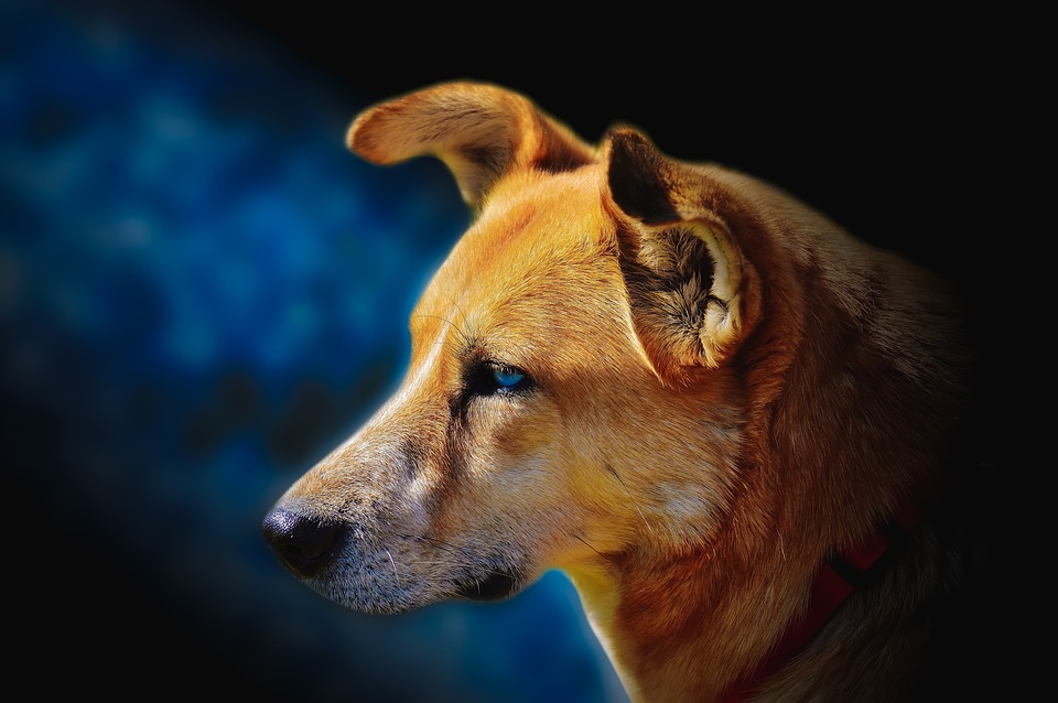 Wallpaper, Dog, Pet, Cute, Animal, Canine, Puppy - Dog - HD Wallpaper 