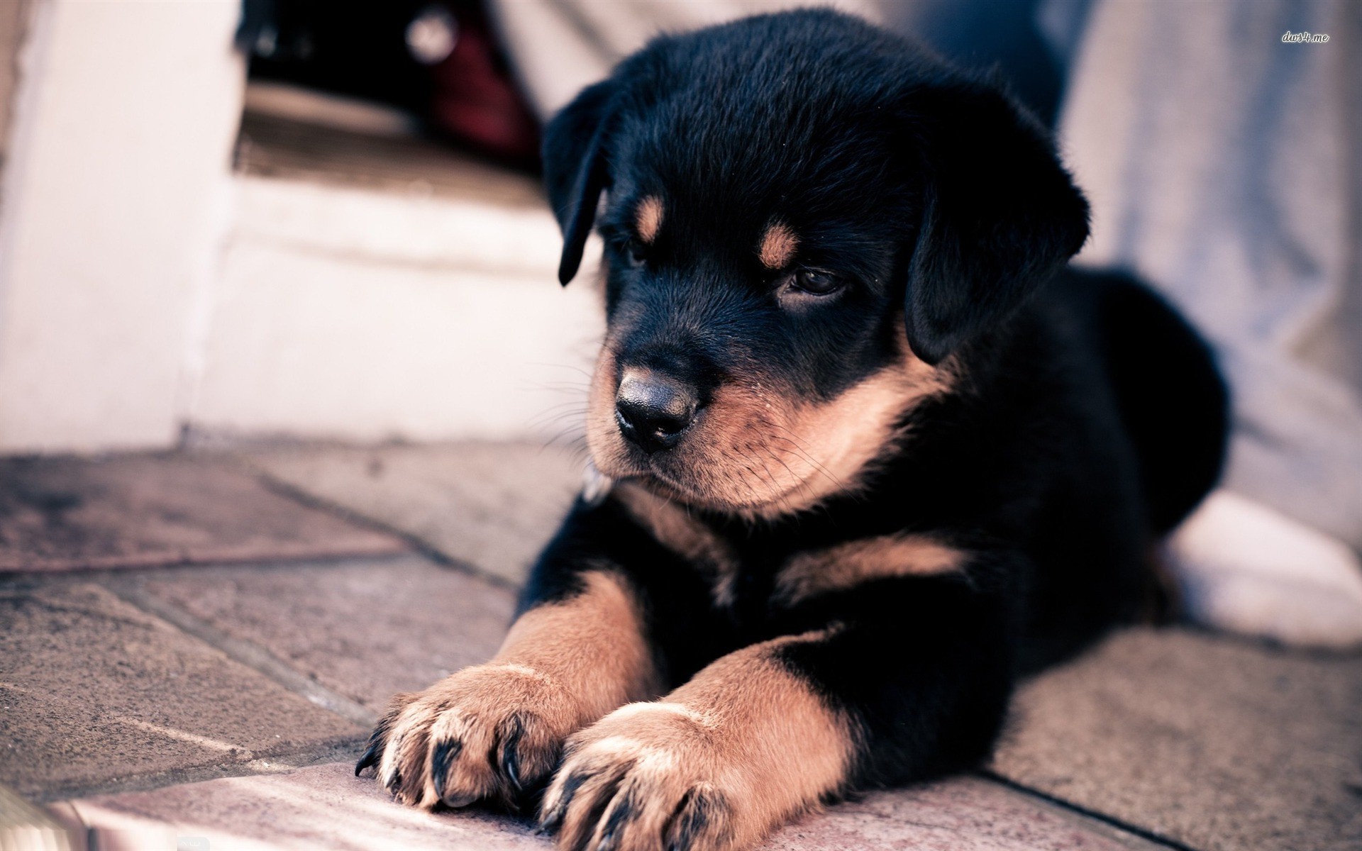 Hd Wallpapers 1080p Rottweiler - HD Wallpaper 