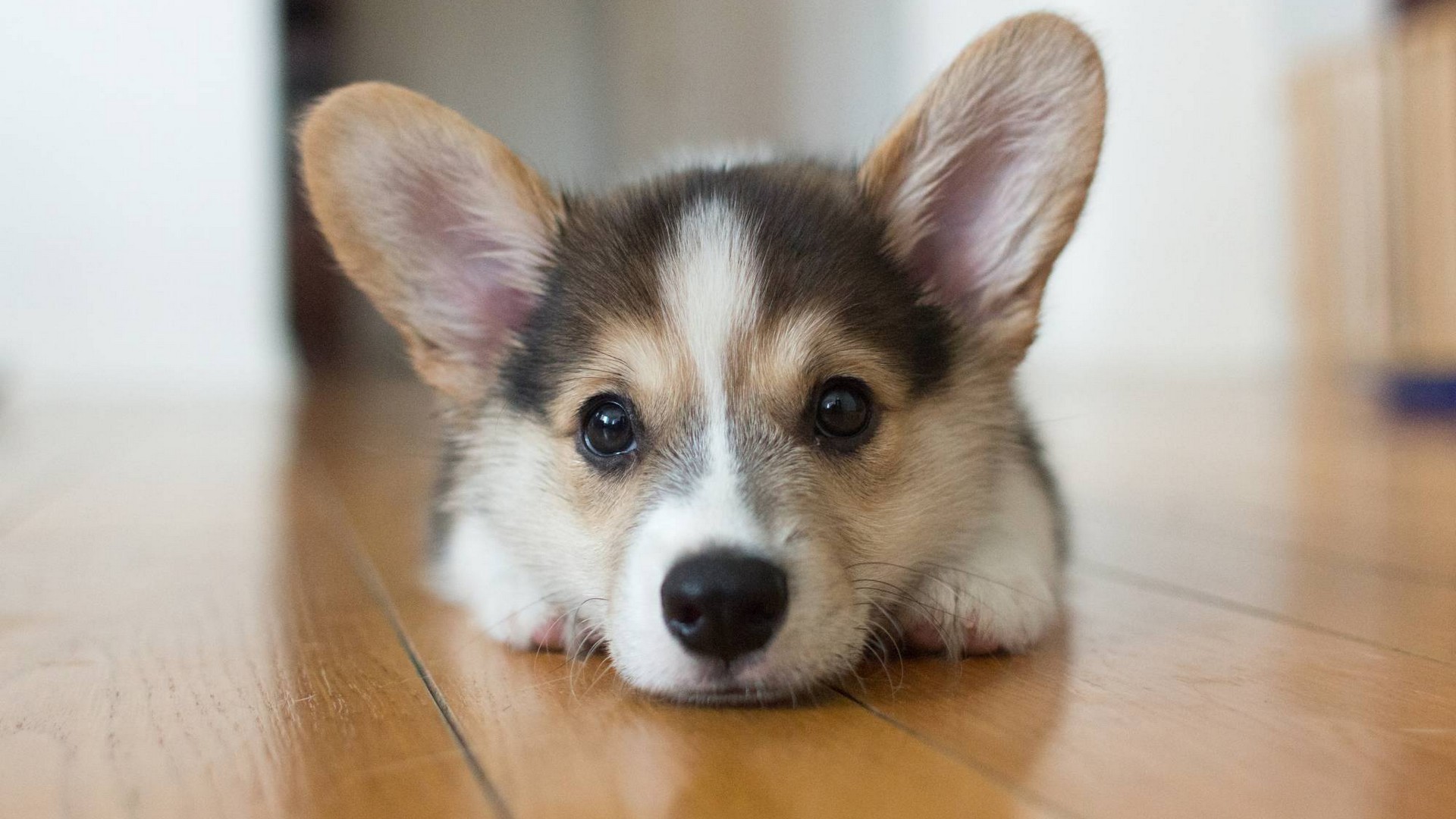 Pictures Of Puppies Wallpaper Hd - Corgis Puppies - HD Wallpaper 