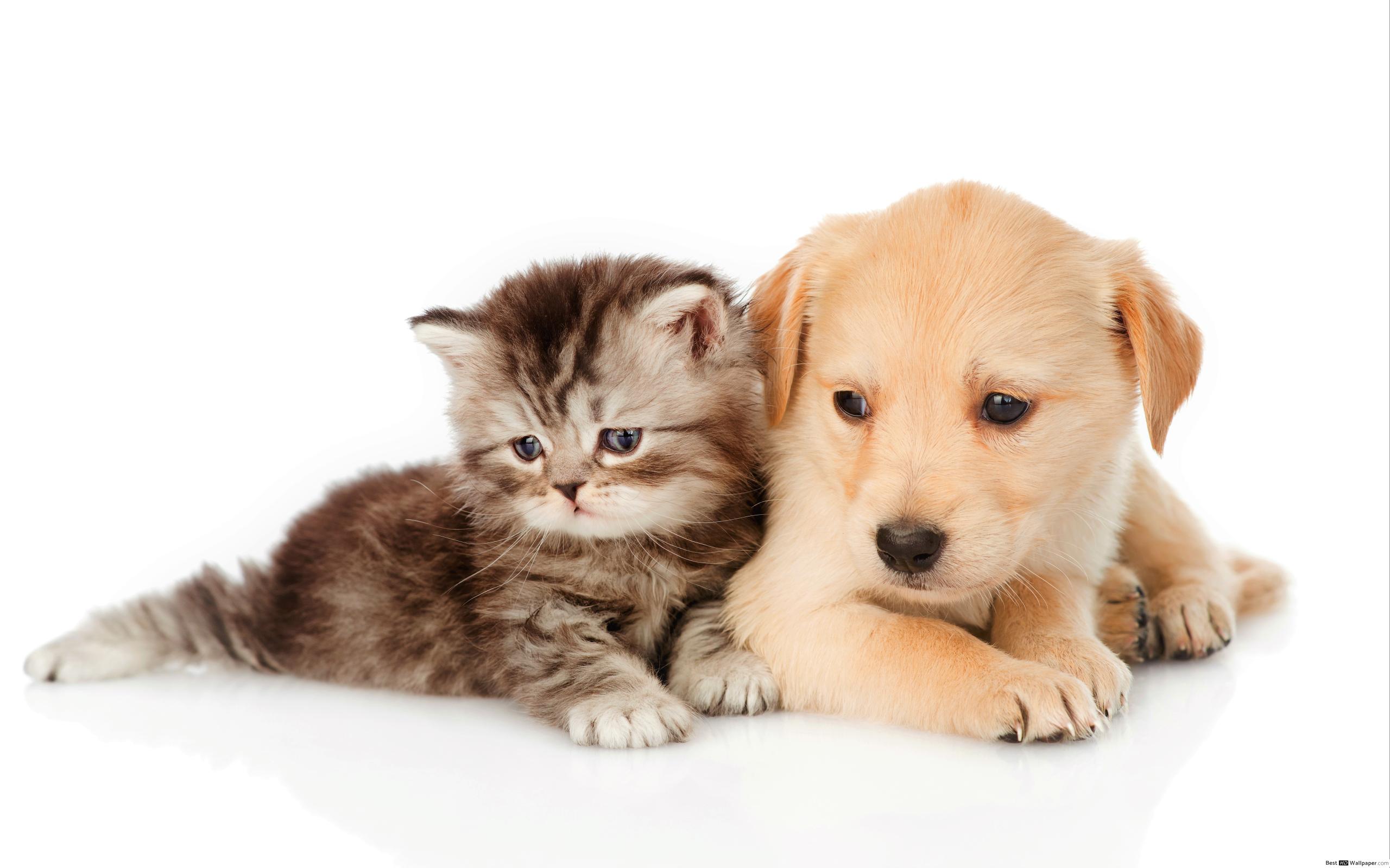 Cat And Dog Wallpaper Hd - HD Wallpaper 