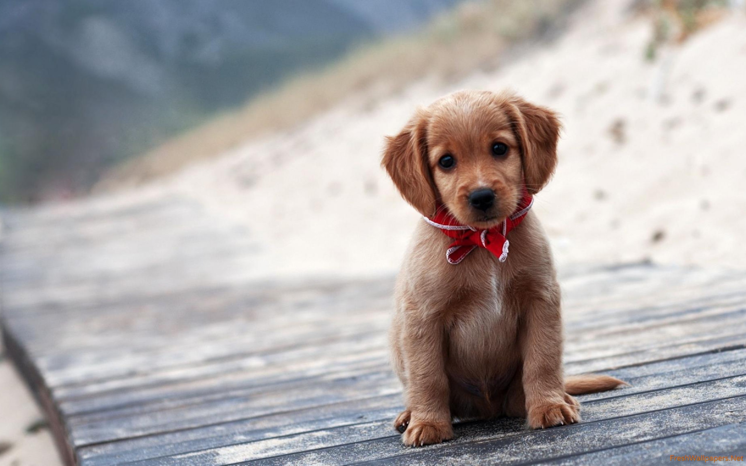 Cute Red Retriever Puppies - HD Wallpaper 
