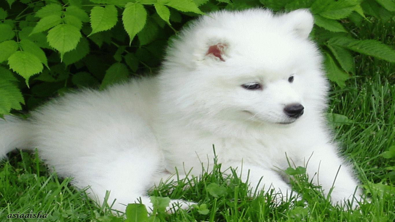 Free Puppy Wallpapers For Computer - Cute Puppy Wallpapers For Desktop - HD Wallpaper 