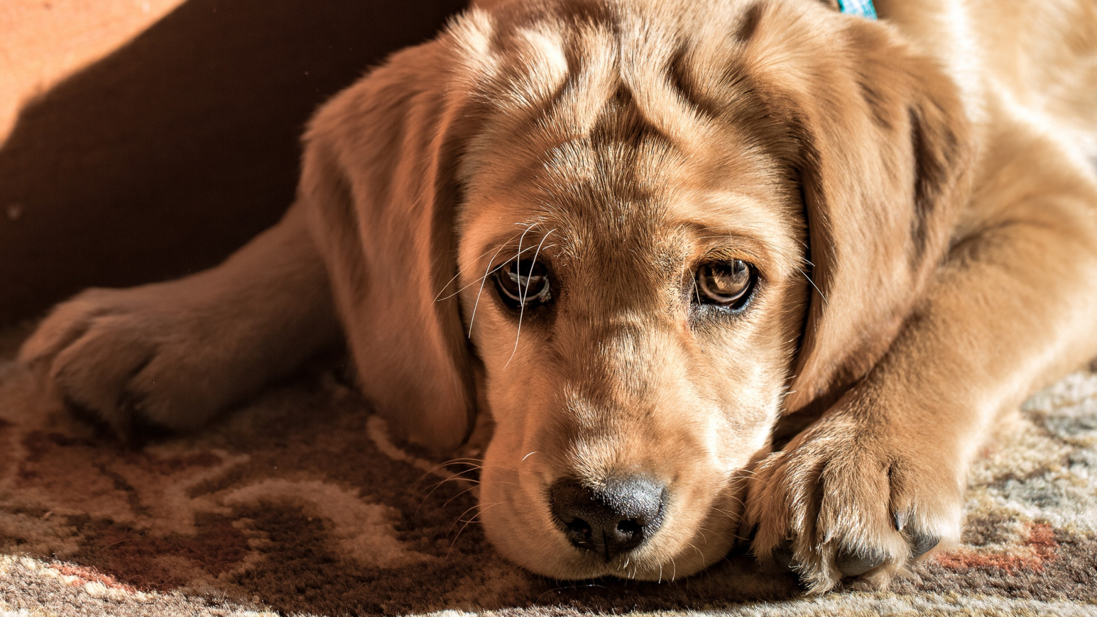 Wallpaper Golden Retriever Dog Puppy - Golden Retriever - HD Wallpaper 