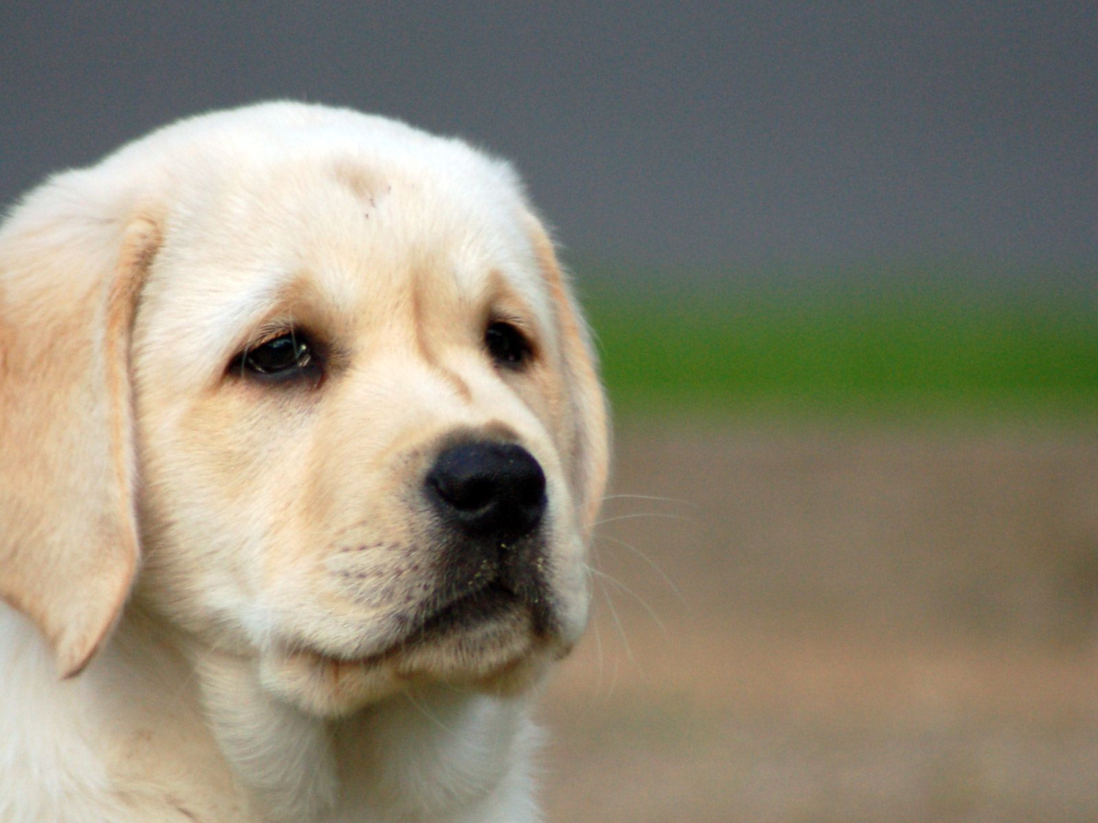 Labrador Wallpapers - Lab Dog Images Hd - 1600x1200 Wallpaper Labrador Wallpapers - Lab Dog Images Hd - 1600x1200 Wallpaper