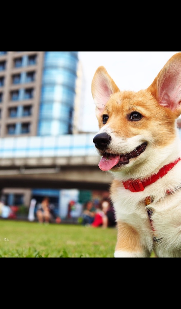 Taiwan Corgi - HD Wallpaper 