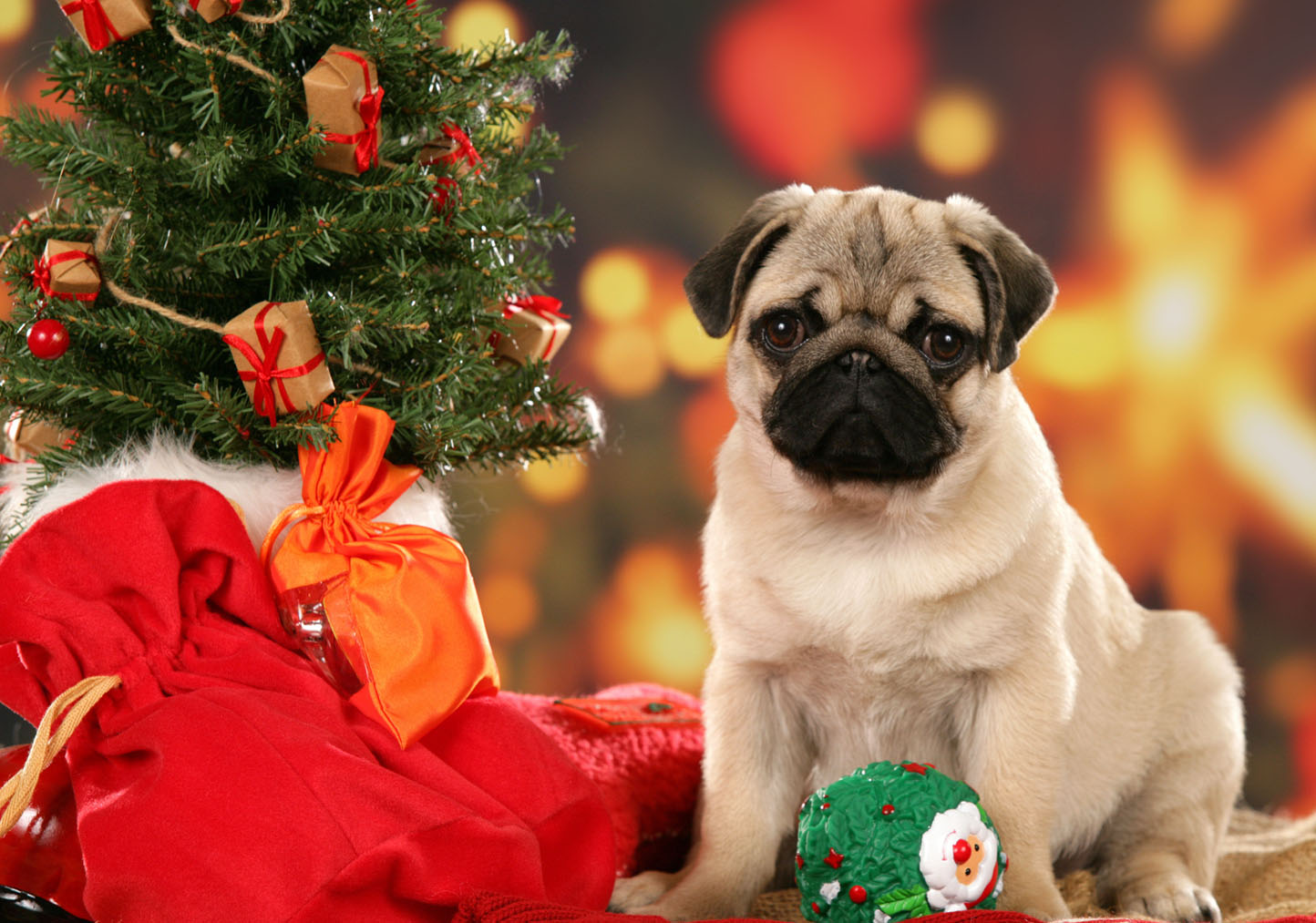 Christmas Puppy Wallpaper - Pug Dog Wallpaper Free Download - HD Wallpaper 