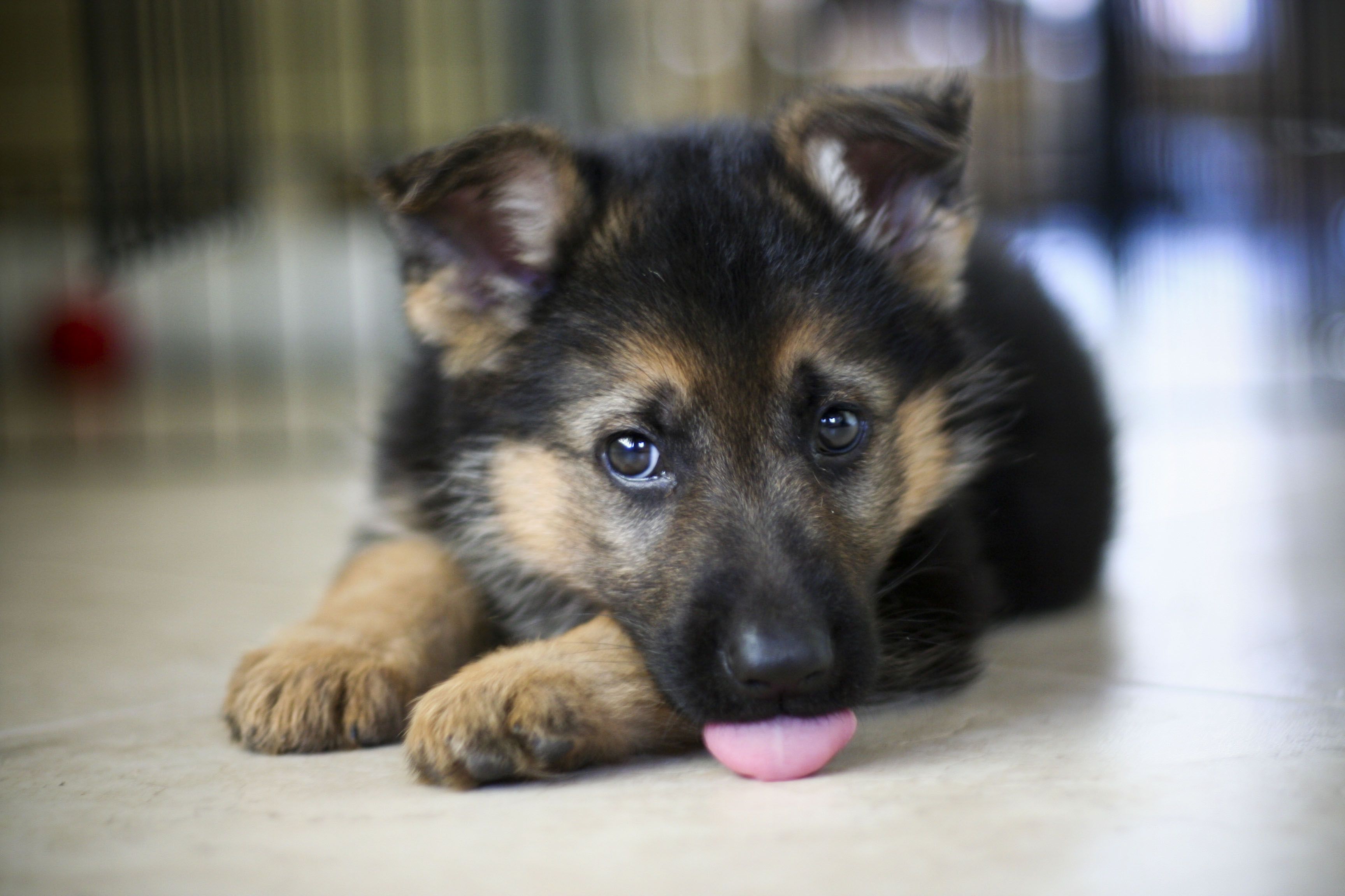 German Shepherd Puppies Hd Wallpaper, Background Images - German Shepherd Puppy Dog - HD Wallpaper 