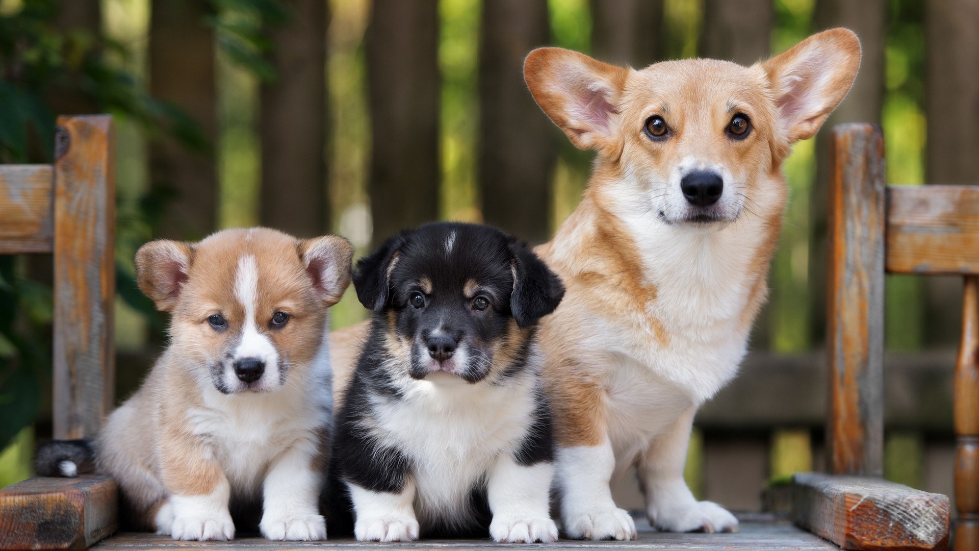 Best Puppies Wallpaper Hd - Dogs With Their Parents - HD Wallpaper 