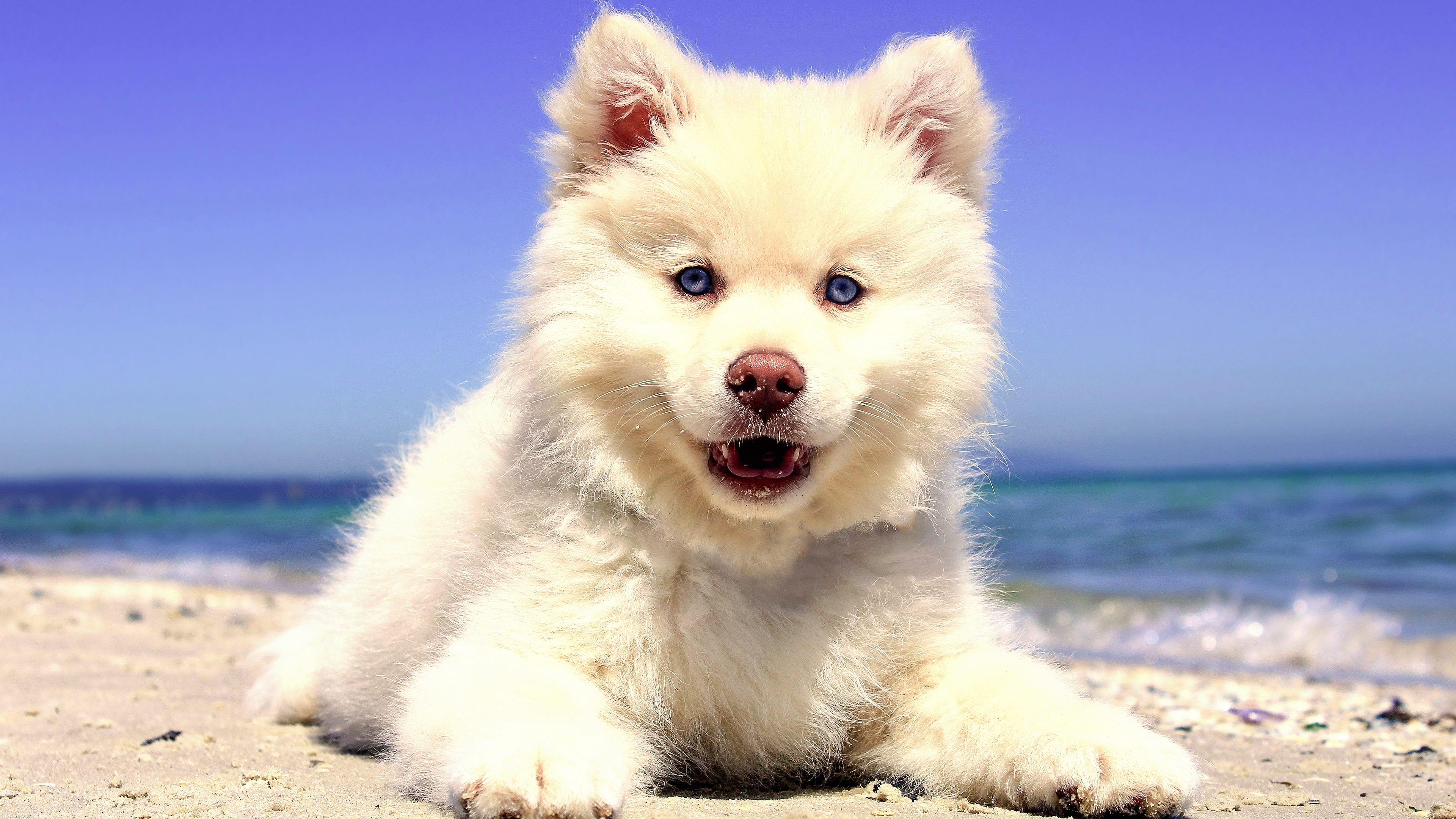 Cute Theme Google Backgrounds 3840x2160 Wallpaper Teahub Io