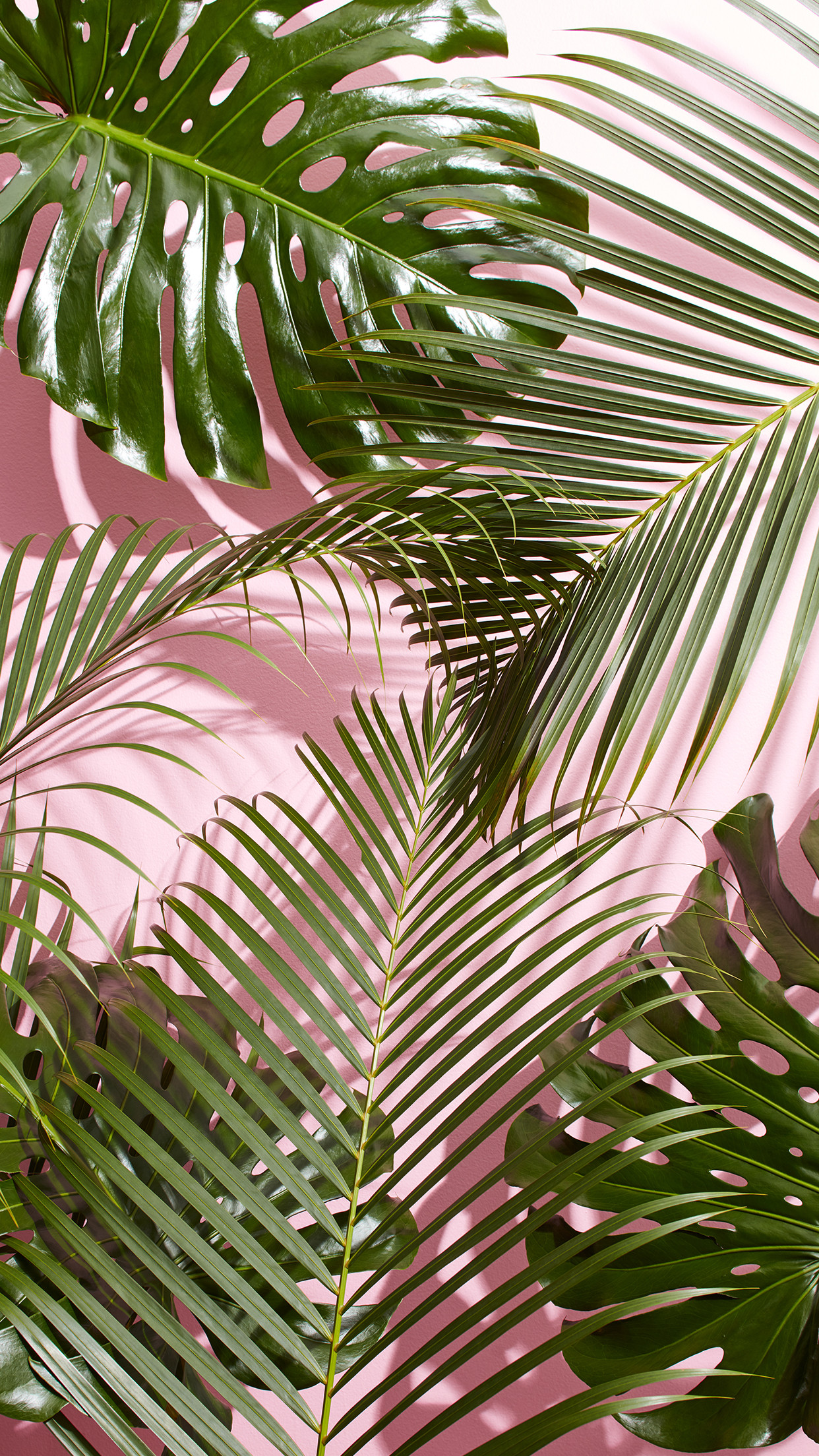 West Elm - Palm Leaves Wallpaper Iphone - HD Wallpaper 