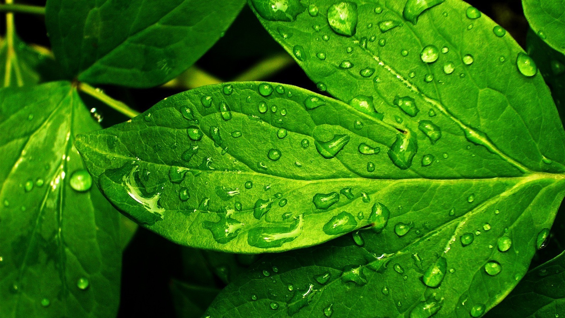 Green Leaves Hd Wallpaper Free - HD Wallpaper 
