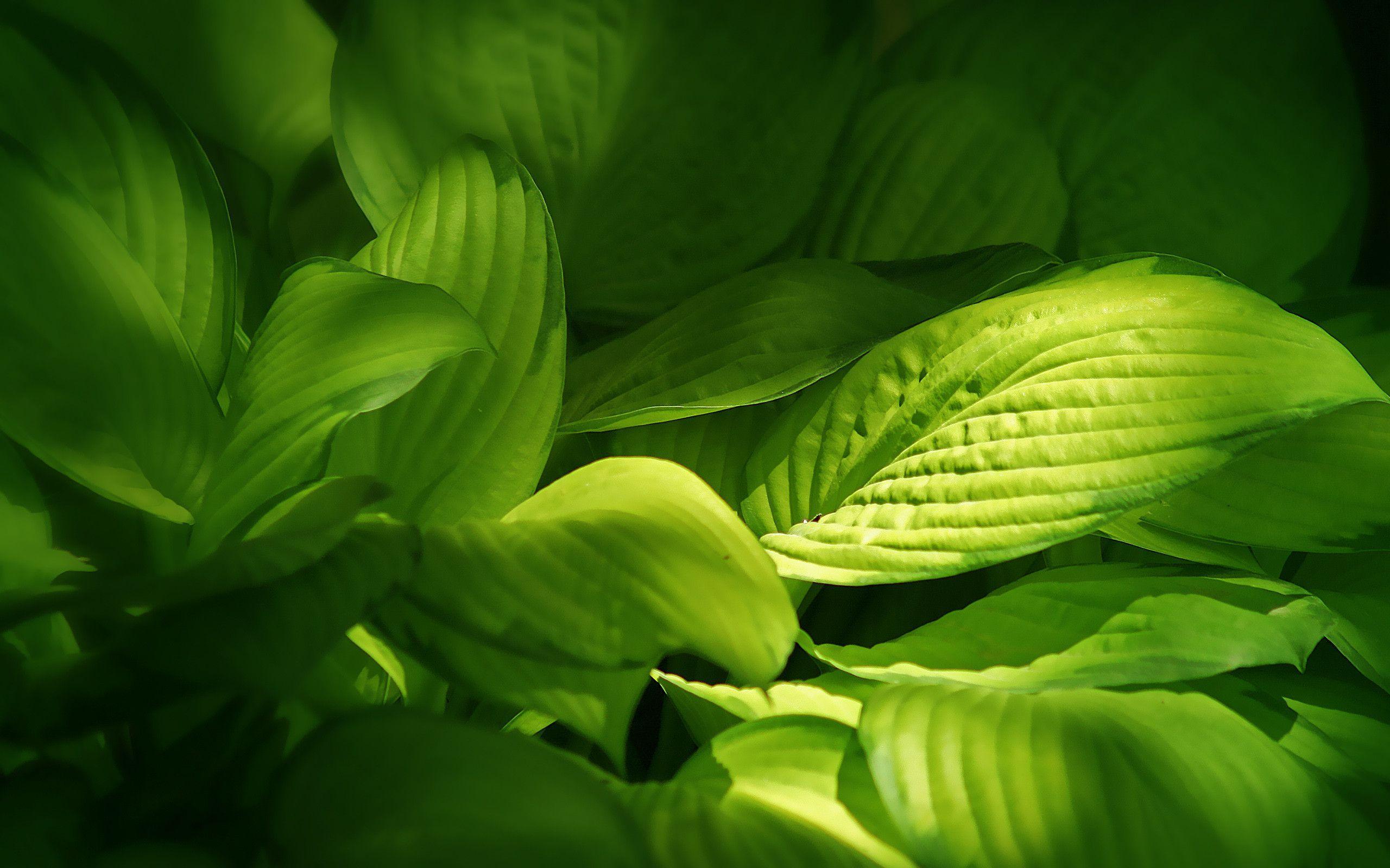 Green Leaves Wallpapers 
 Data-src /img/3272 - Green Wallpaper Leaf - HD Wallpaper 