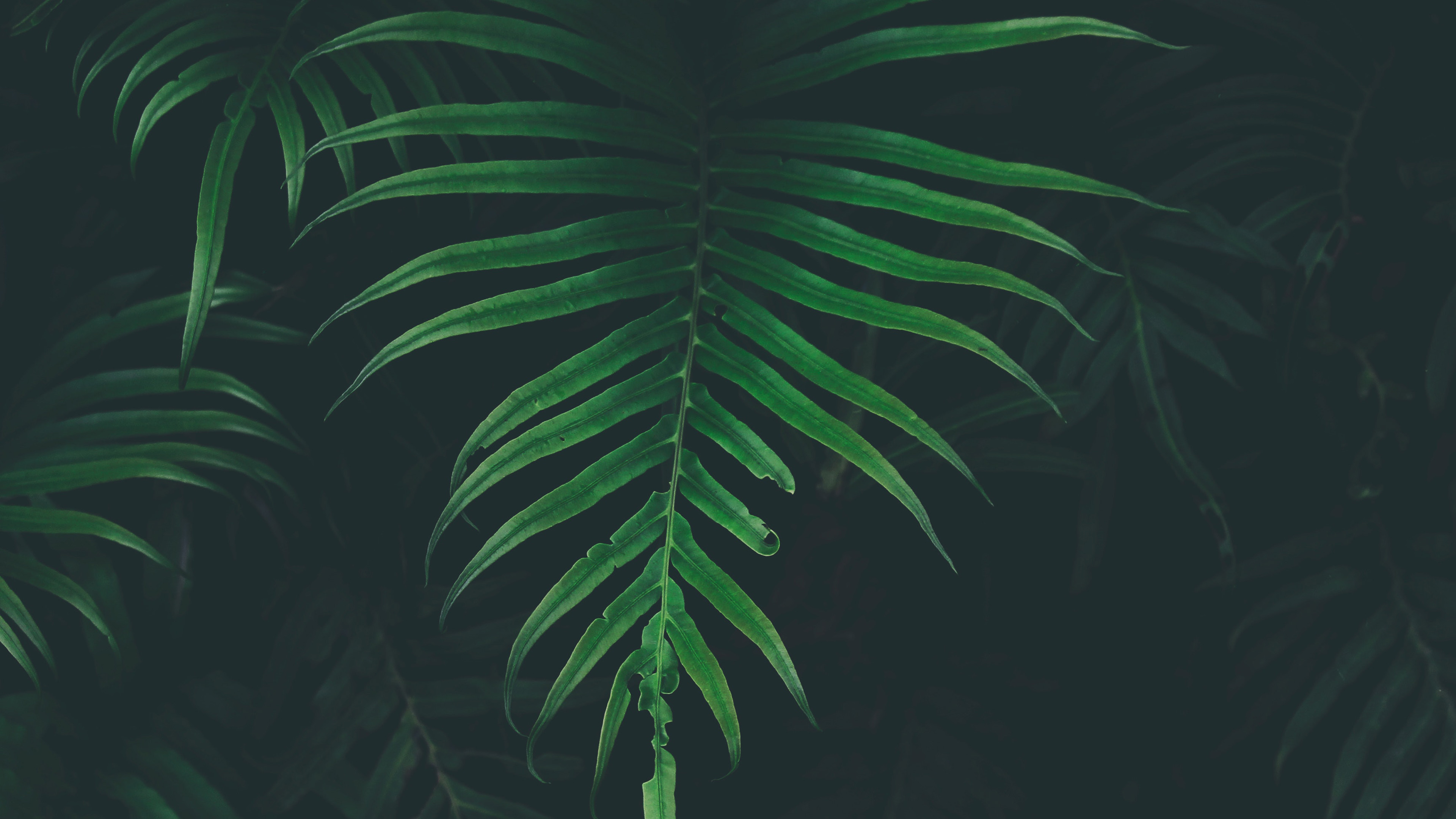 Laptop Wallpapers Nature Dark - 3840x2160 Wallpaper Laptop Wallpapers Nature Dark - 3840x2160 Wallpaper
