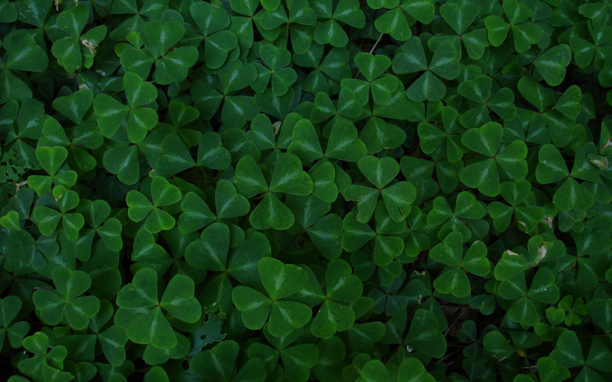 Dark Green Leaves Wallpaper 4k - 2560x1600 Wallpaper Dark Green Leaves Wallpaper 4k - 2560x1600 Wallpaper