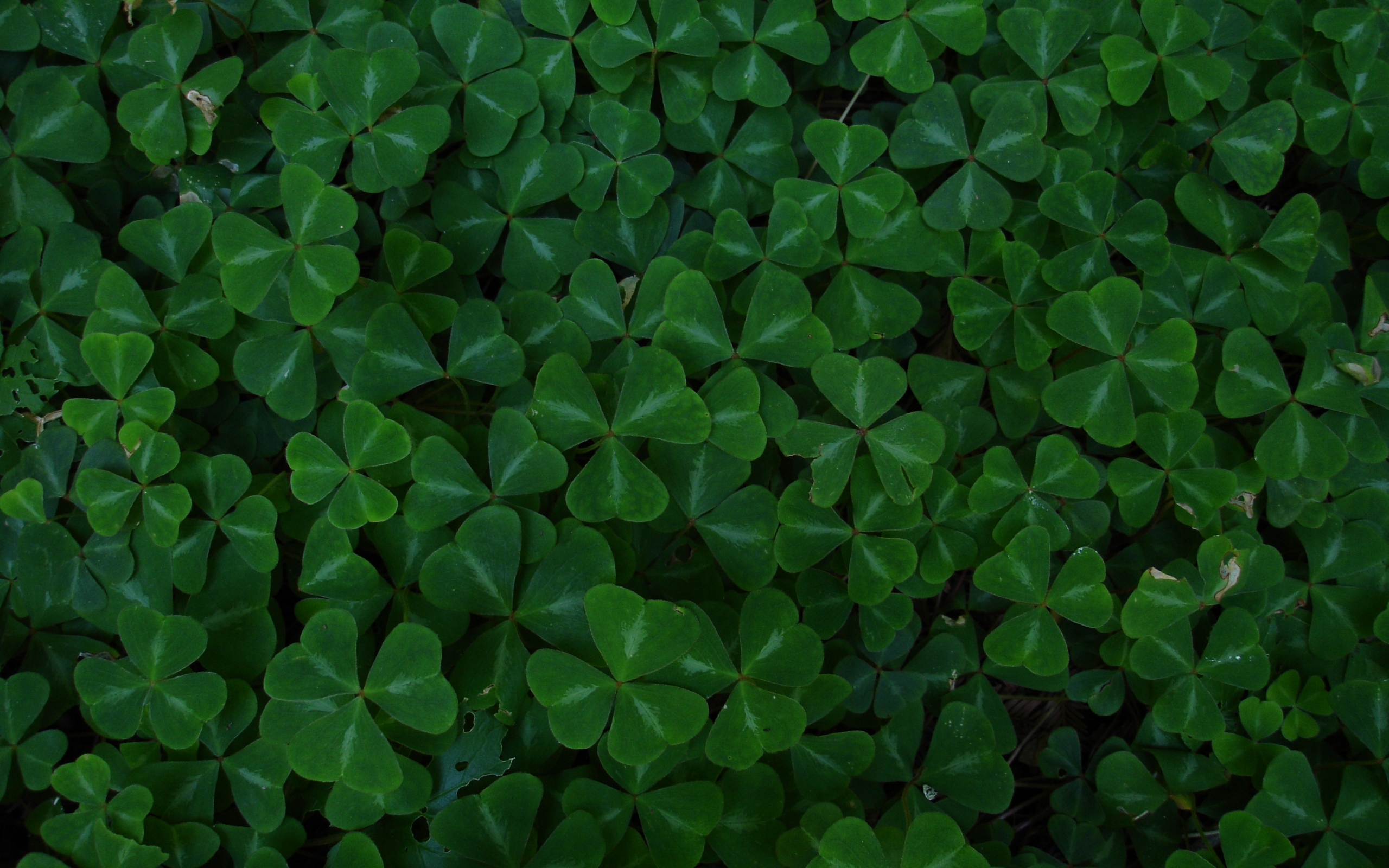 Dark Green Leaves Wallpaper 4k - HD Wallpaper 