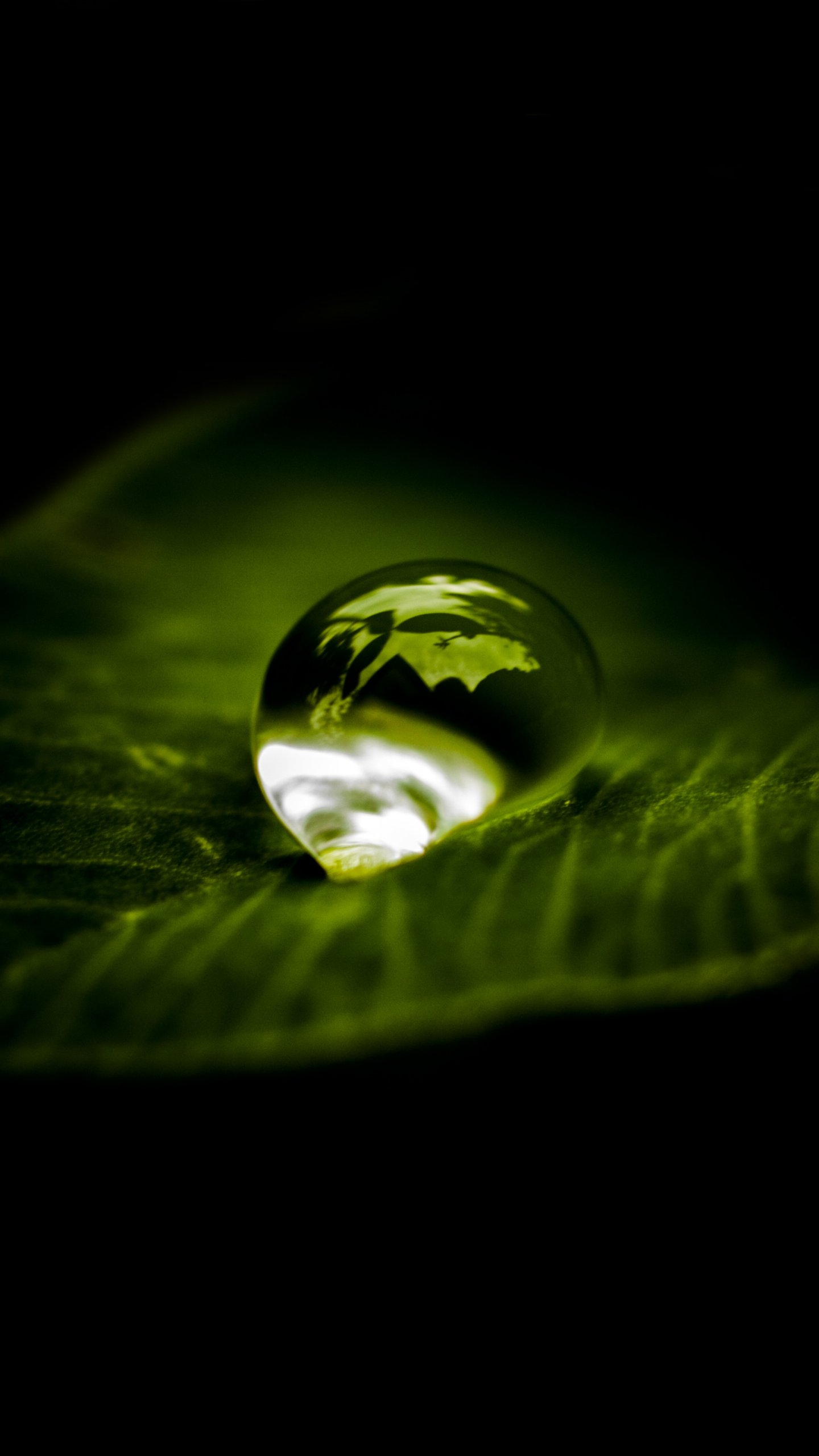 Close Up Leaf Water Drops - HD Wallpaper 