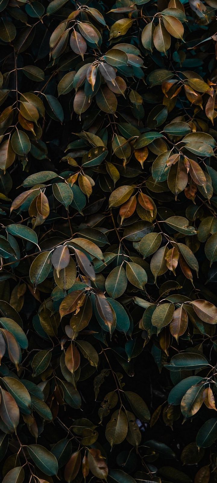 Leaves Bushes Plant Wallpaper - Wallpaper - HD Wallpaper 