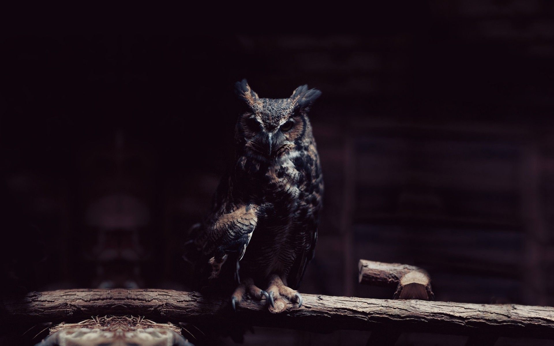 Owl Wallpaper Hd - HD Wallpaper 