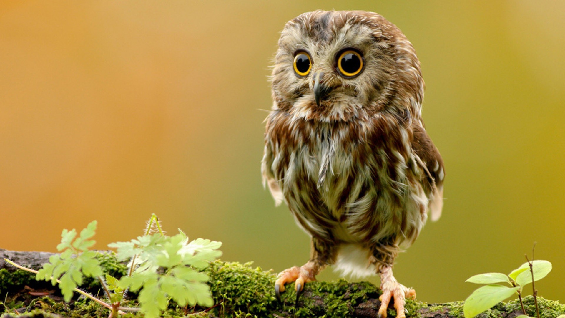 Owl Desktop Background - HD Wallpaper 