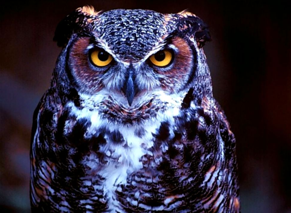 Owls Owls Hd Wallpapers Owls Be My Loves3 Owl Wallpaper - 1080p Owl Wallpaper Hd - HD Wallpaper 