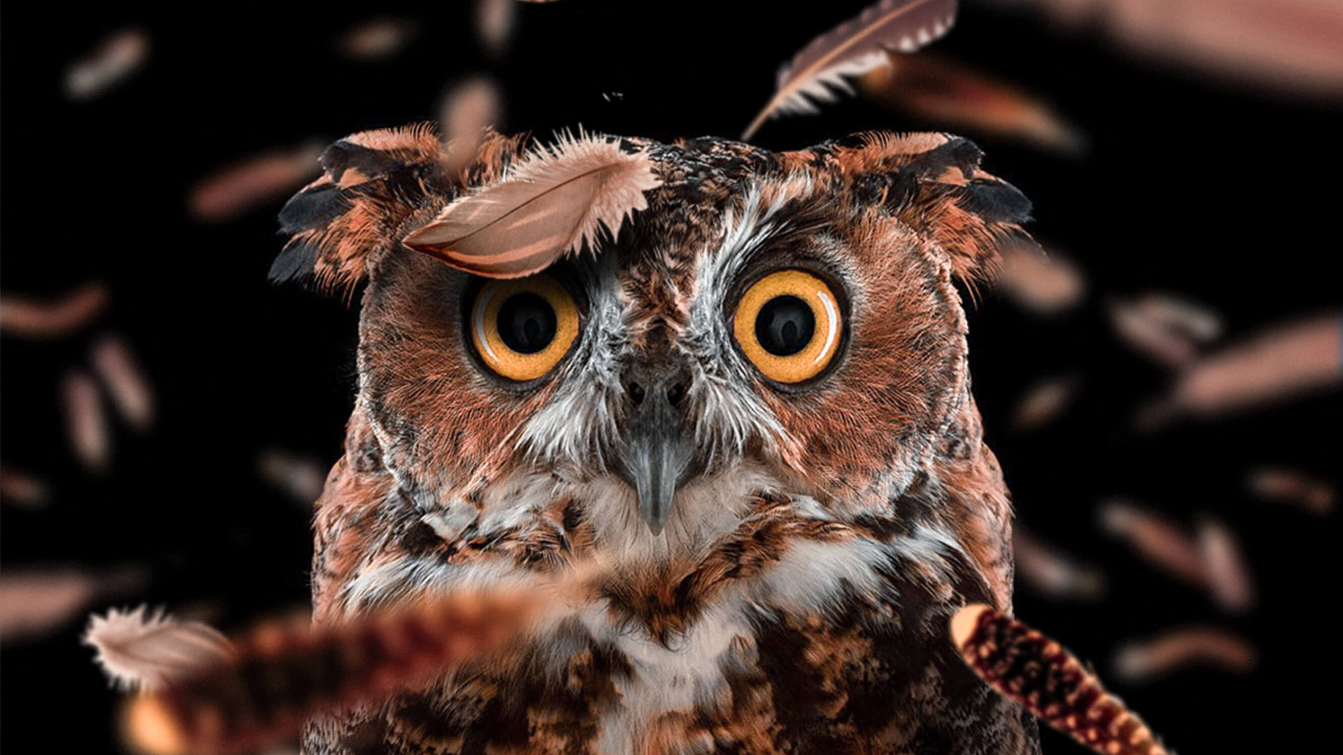 Autumn Owl Desktop Wallpaper Funny