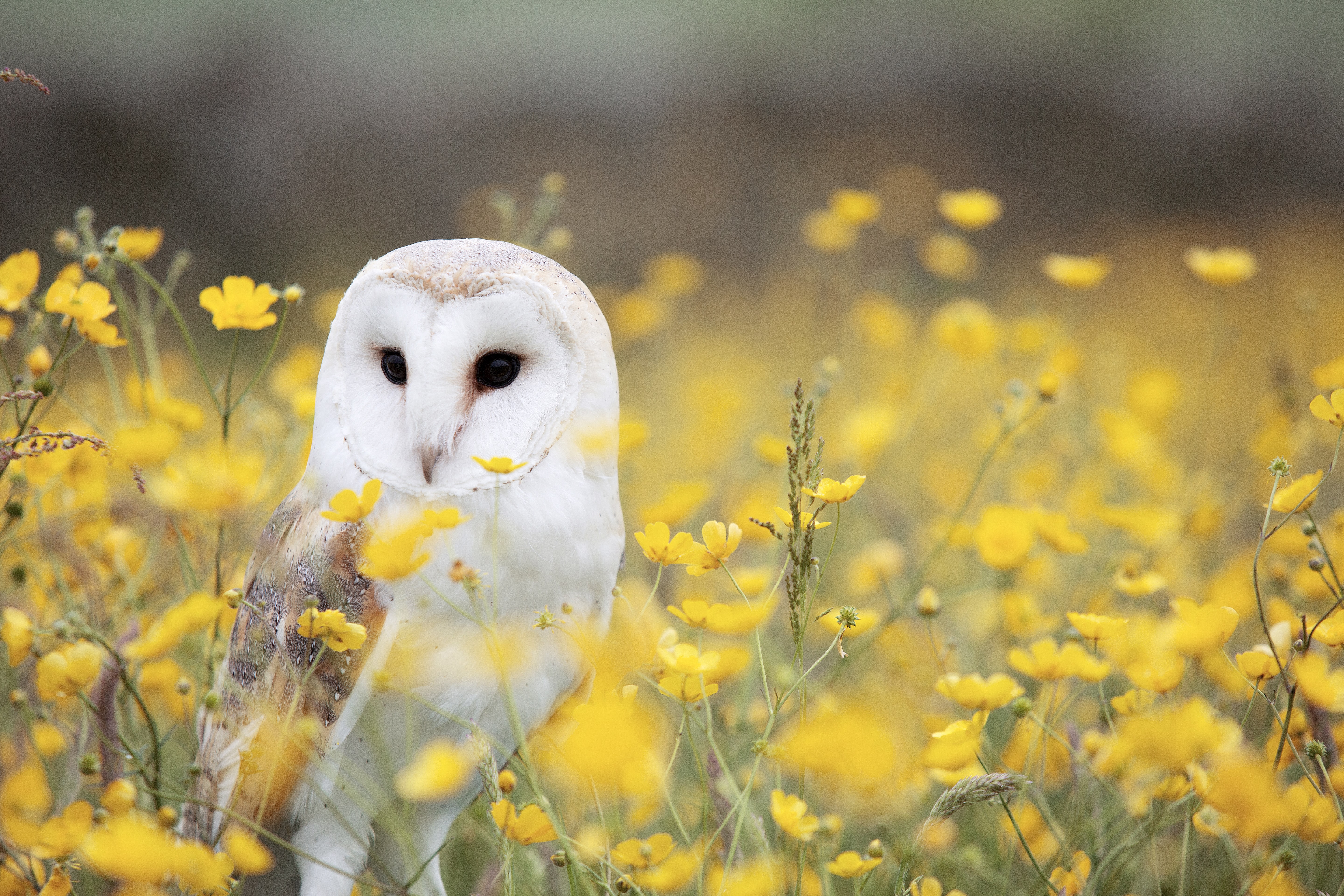 Nature Hd Wildlife Photography - HD Wallpaper 