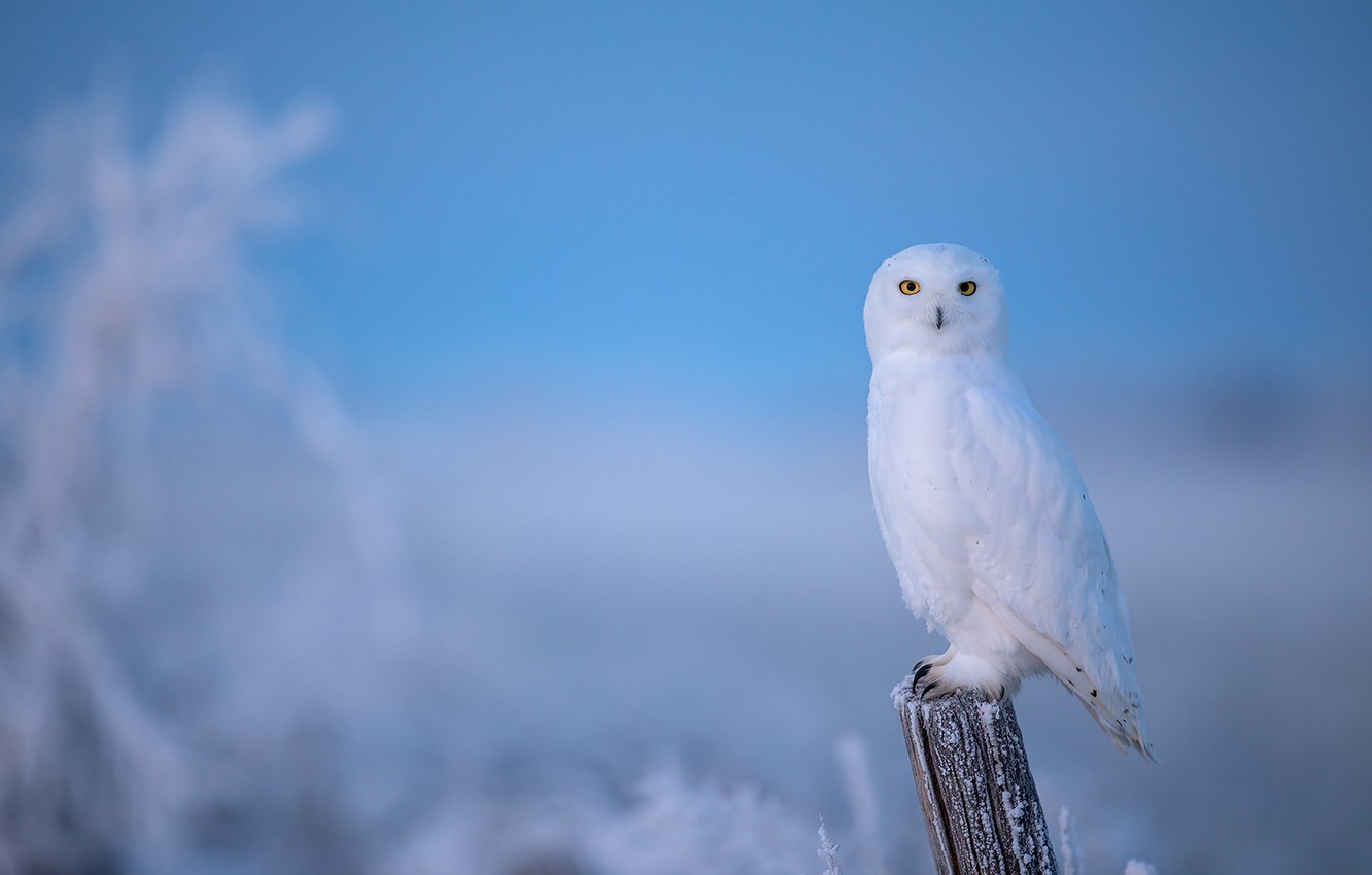 Photo Wallpaper Winter, Frost, Owl, Bird, Post, Blue - Best Hd Wallpapers White Owl - HD Wallpaper 