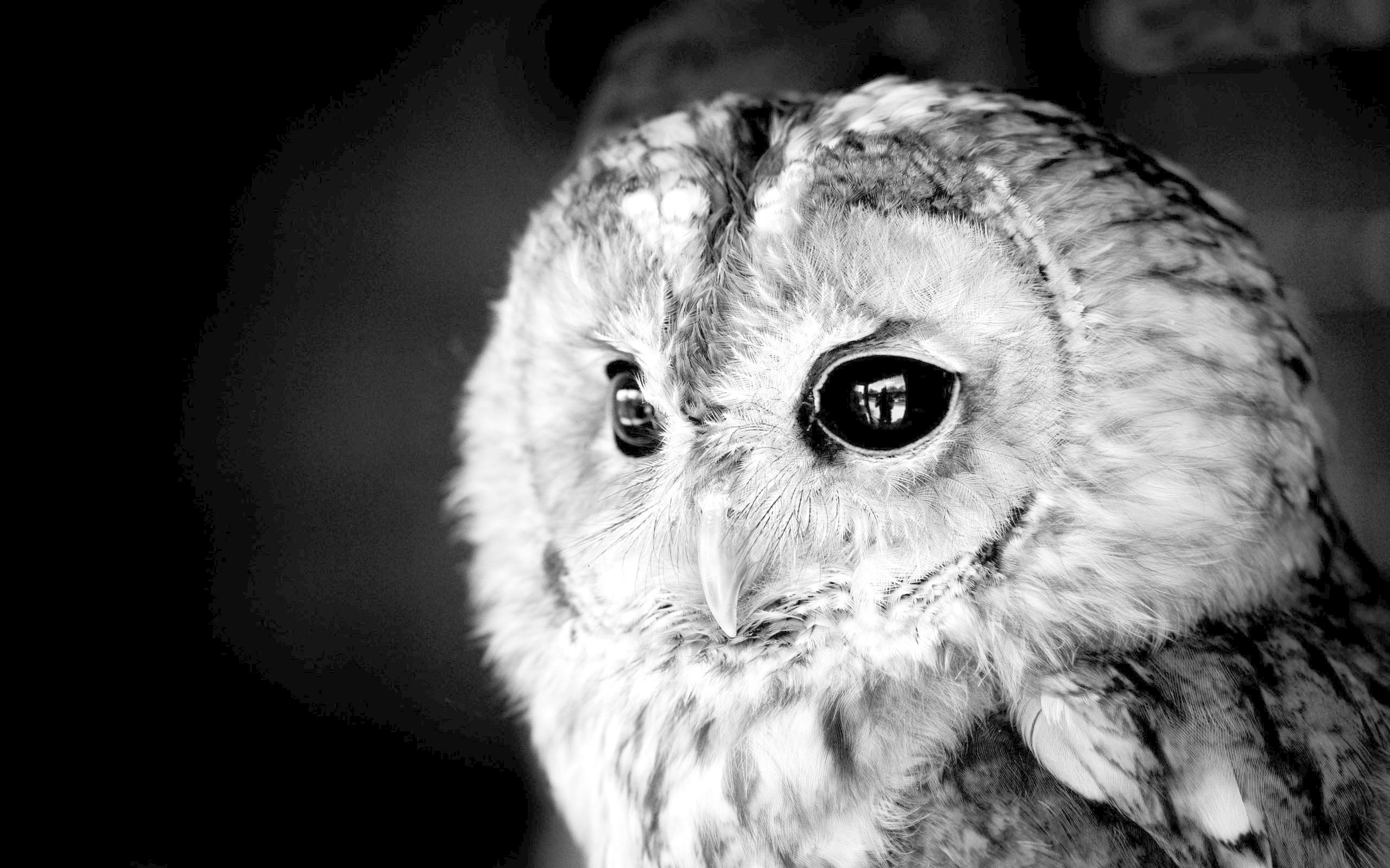 Cute Owl Wallpaper For Android - Owl Black And White Free - HD Wallpaper 