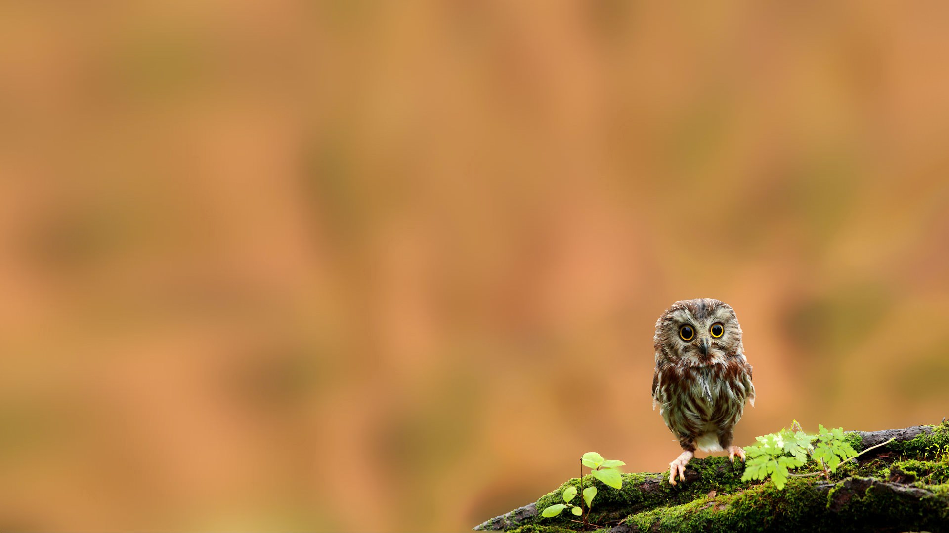 Minimalist Photography Desktop Background - HD Wallpaper 