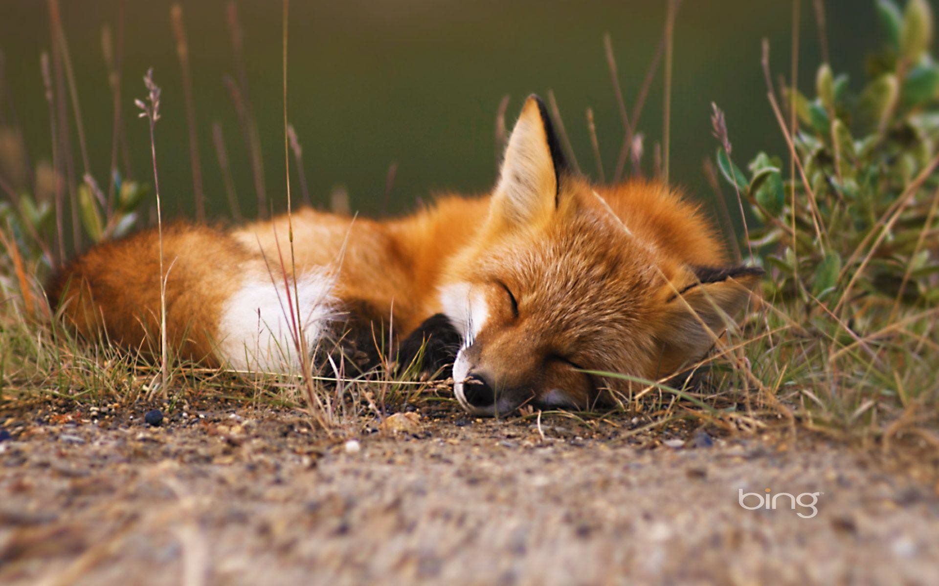Wallpapers For > Baby Red Fox Wallpaper 
 Data Src - Fox Wallpaper Hd - HD Wallpaper 