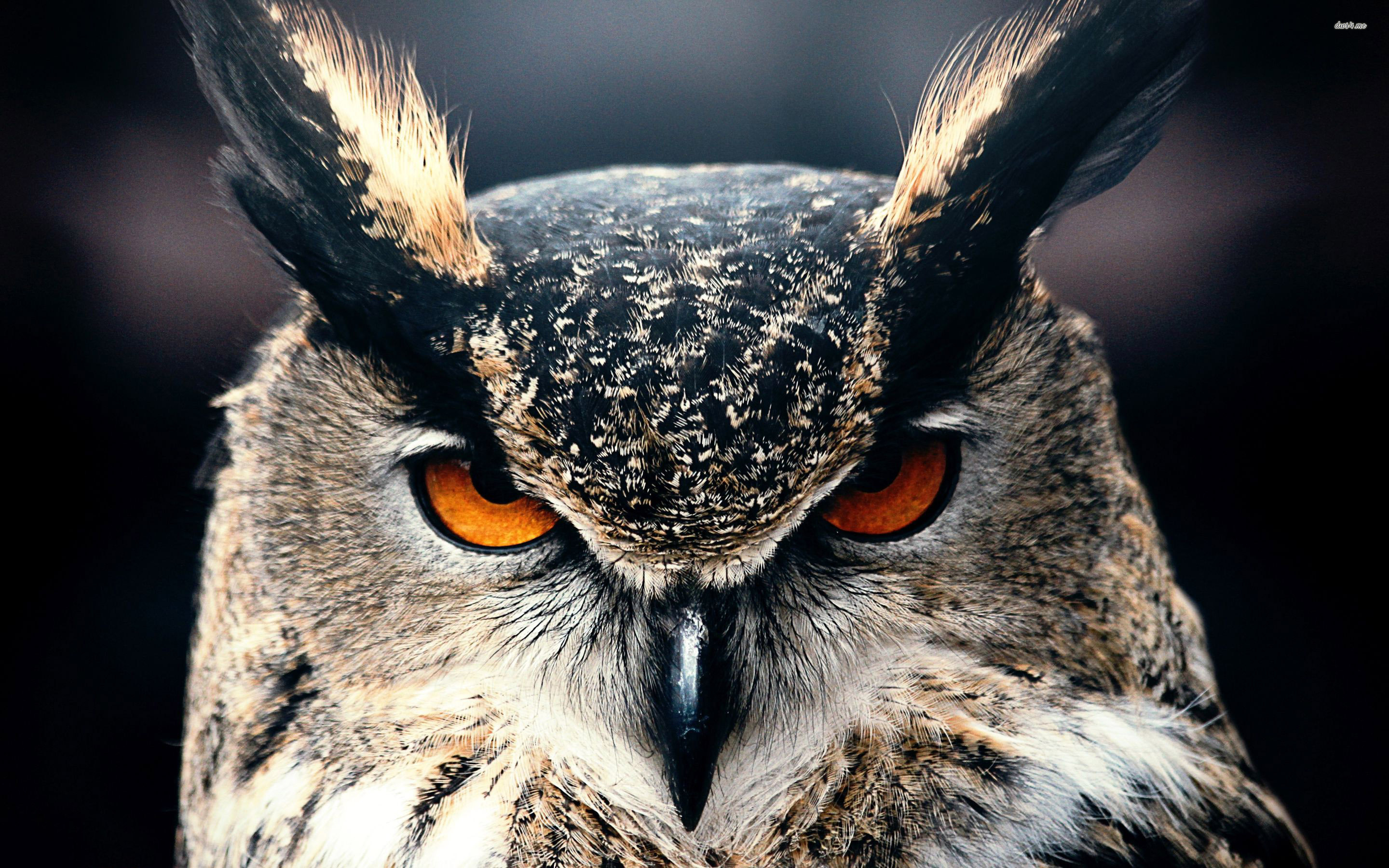 Eagle Owl Wallpaper Hd - HD Wallpaper 