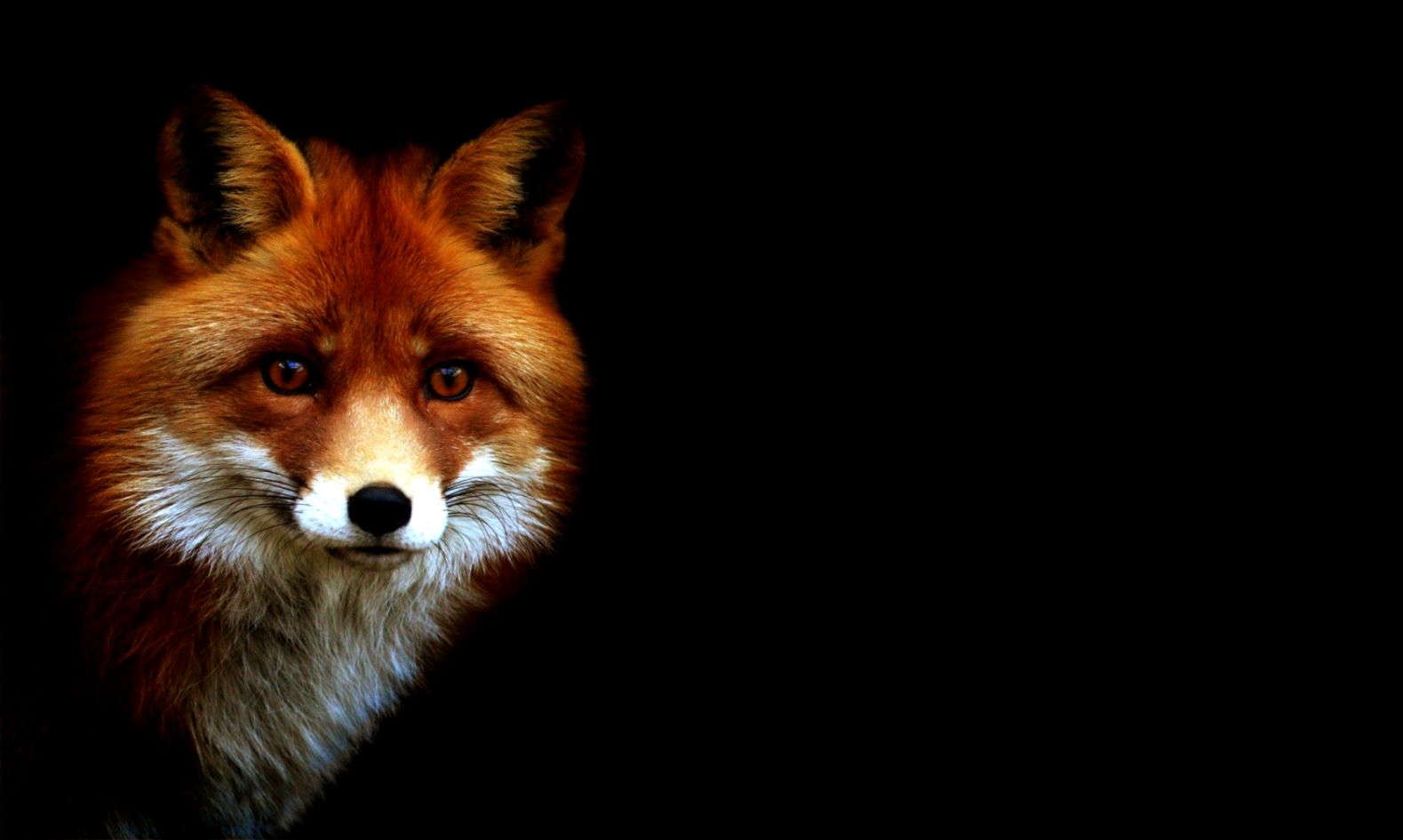 Fox Wallpaper And Background Image Id433741 - Animals With Black Background - HD Wallpaper 