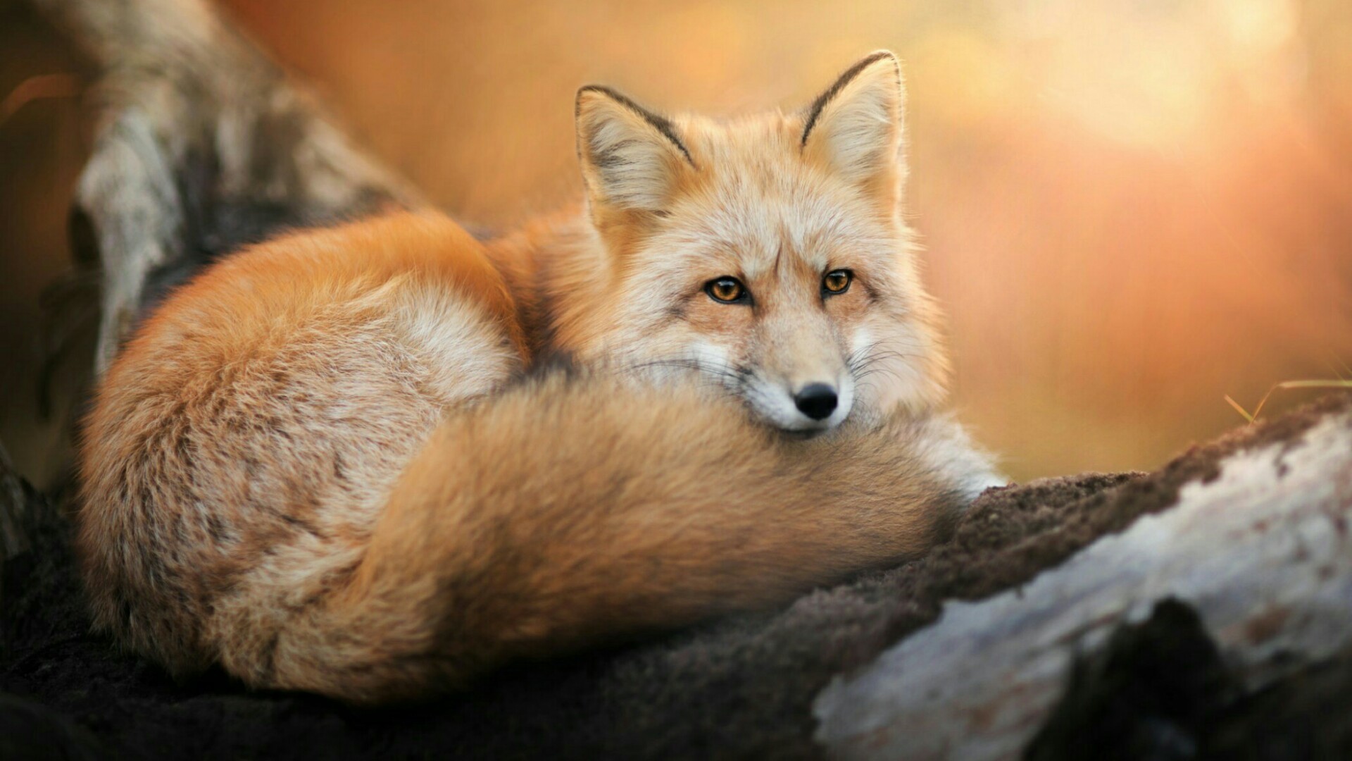 1920x1080, Red Fox Wallpaper - Red Fox - HD Wallpaper 