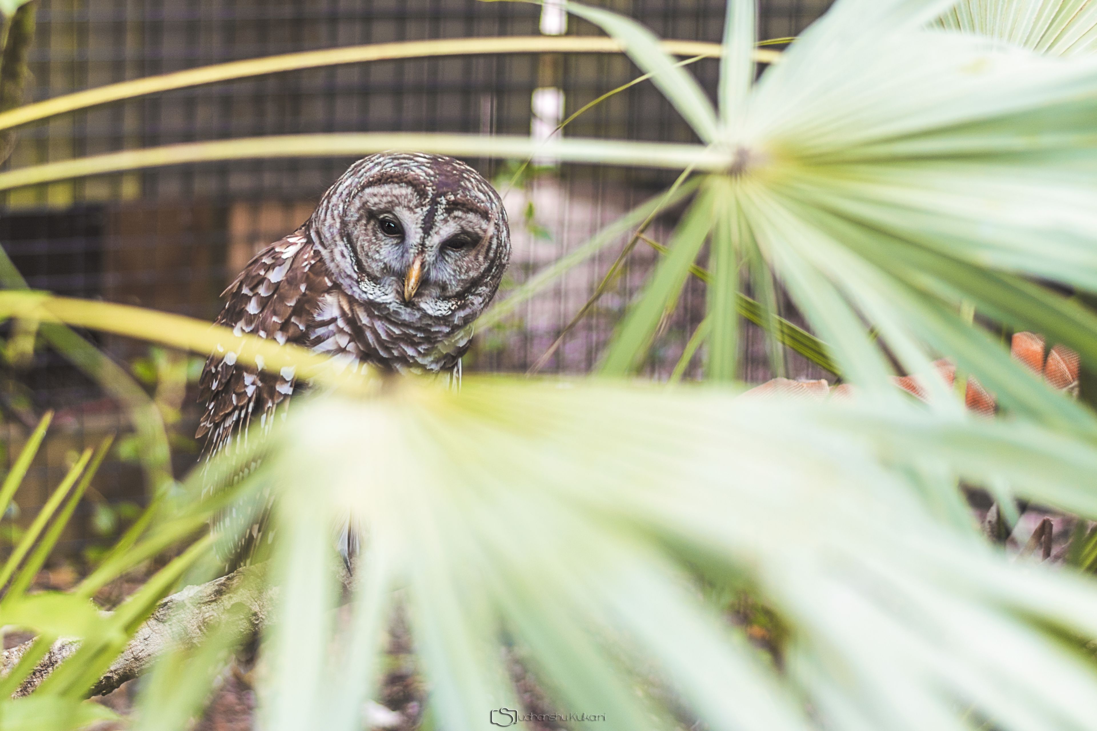 Screech Owl - HD Wallpaper 
