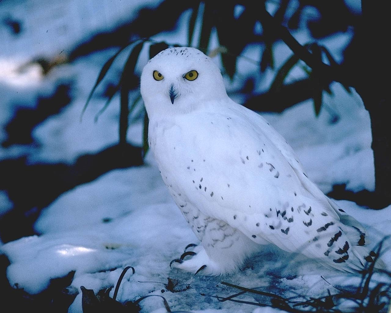 Free Snowy Owl Wallpaper Wallpapers Download - Snowy Owl Cute Background - HD Wallpaper 