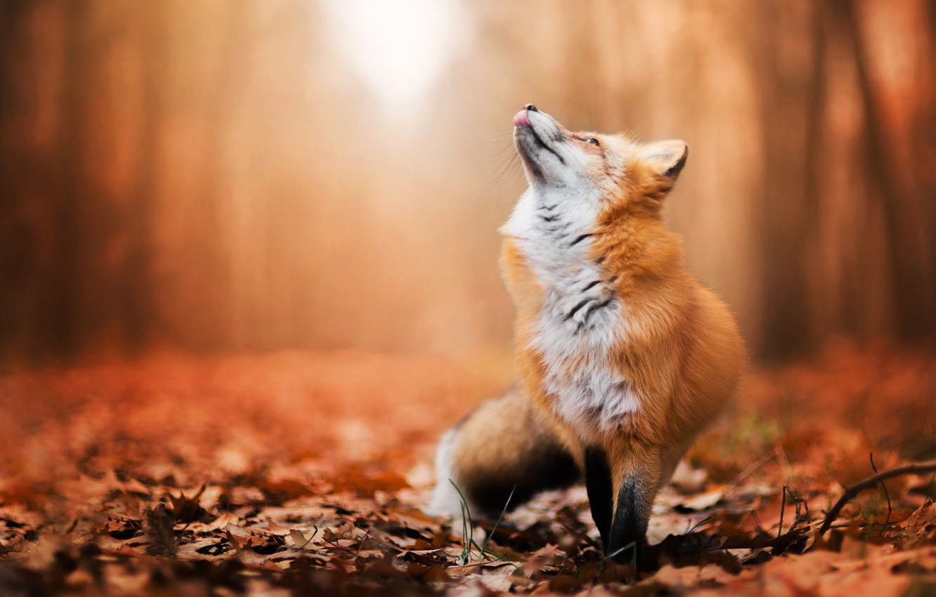 Photo Wallpaper Autumn, Foliage, Fox, Fox - Beautiful Fox - HD Wallpaper 