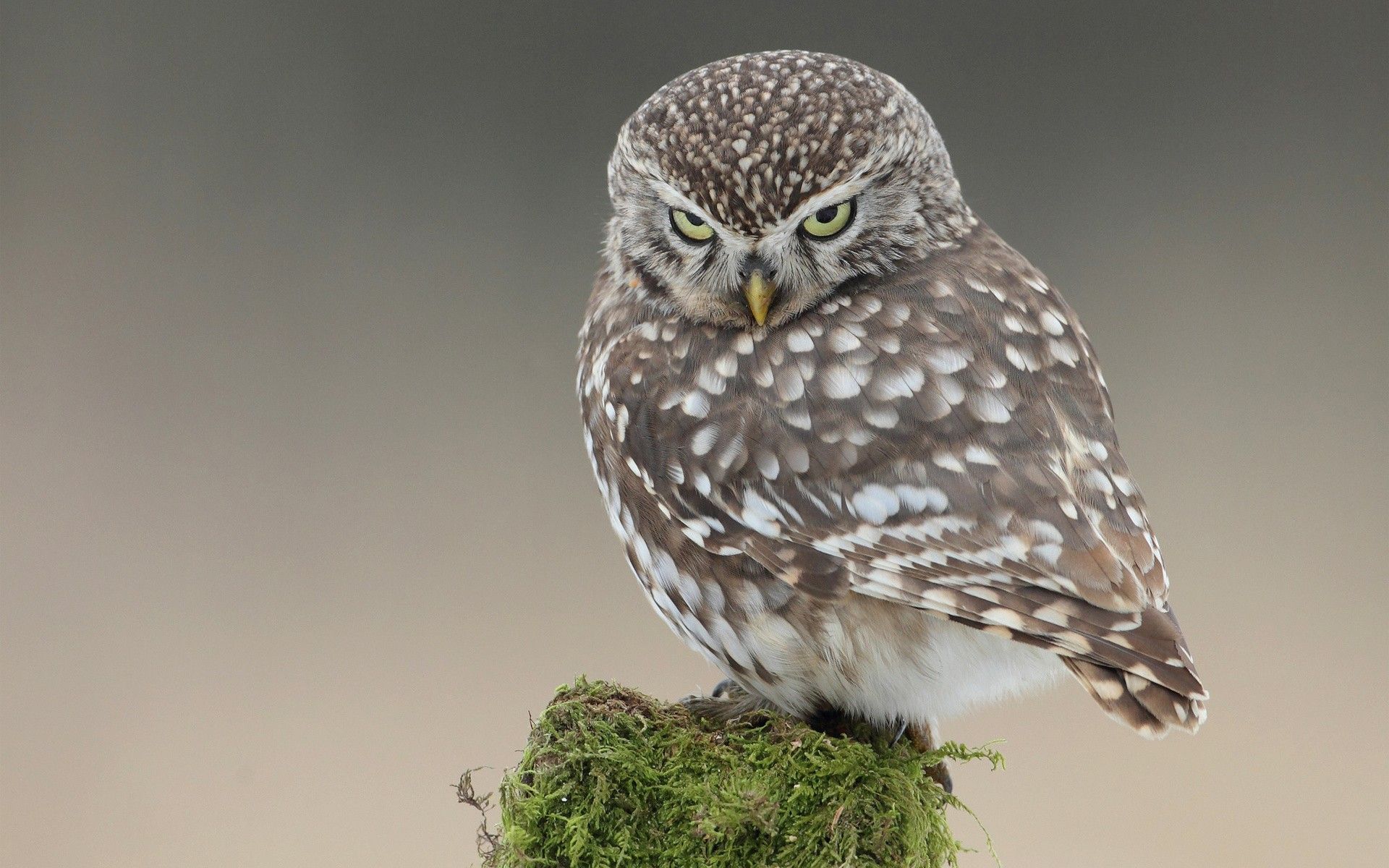 Hd Owl Wallpapers, By Evia Osmond For Desktop And Mobile - Funny Owl - 1920x1200 Wallpaper Hd Owl Wallpapers, By Evia Osmond For Desktop And Mobile - Funny Owl - 1920x1200 Wallpaper