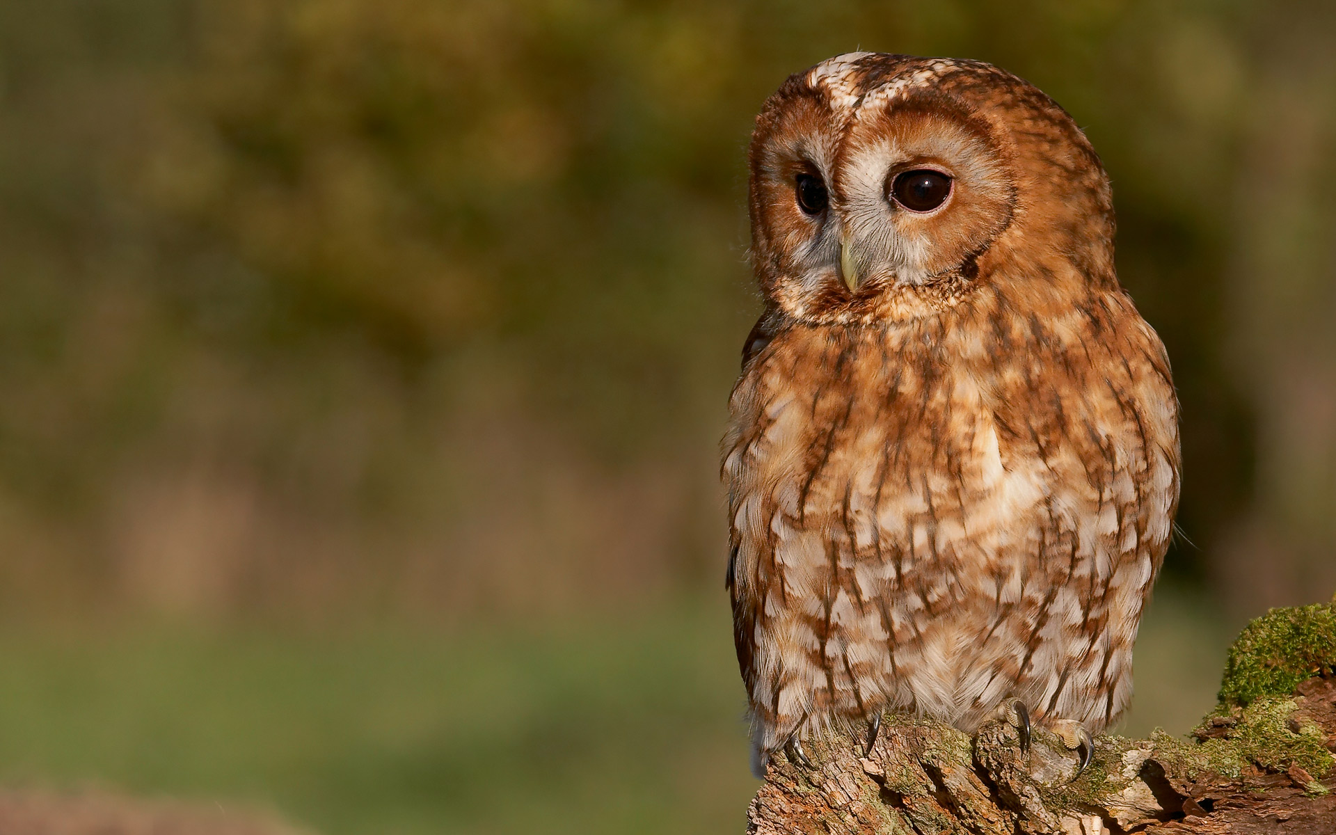 Free Owl Wallpaper Pics - Tawny Owl Hd - HD Wallpaper 