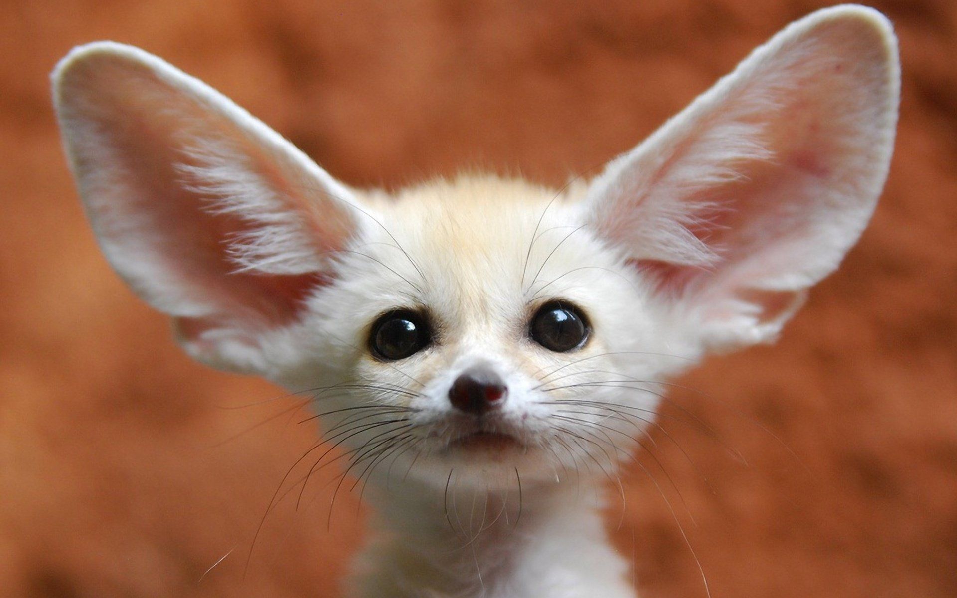 38 Fennec Fox Hd Wallpapers - Cute Fennec Fox - HD Wallpaper 