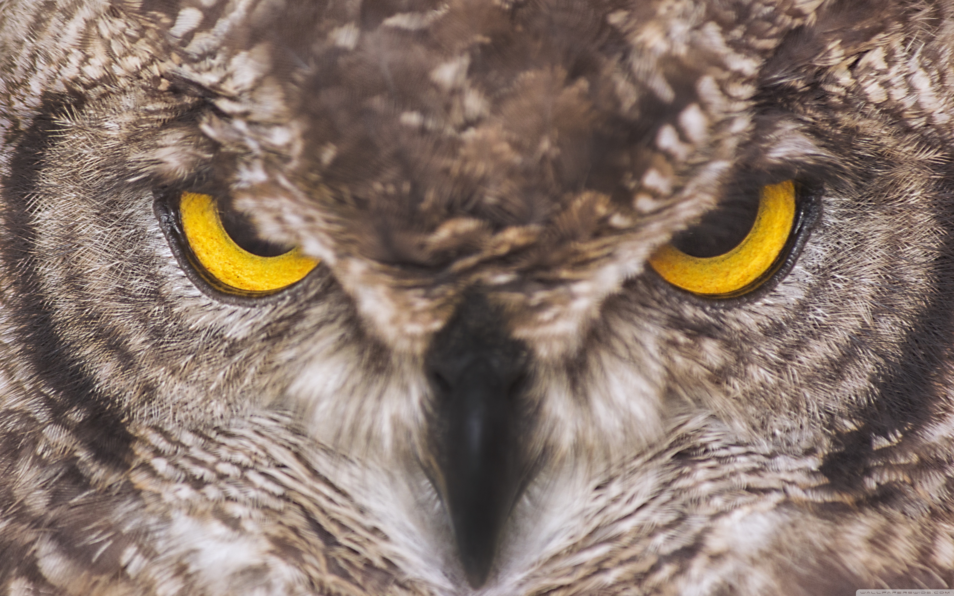 Eagle Owl Hd - HD Wallpaper 