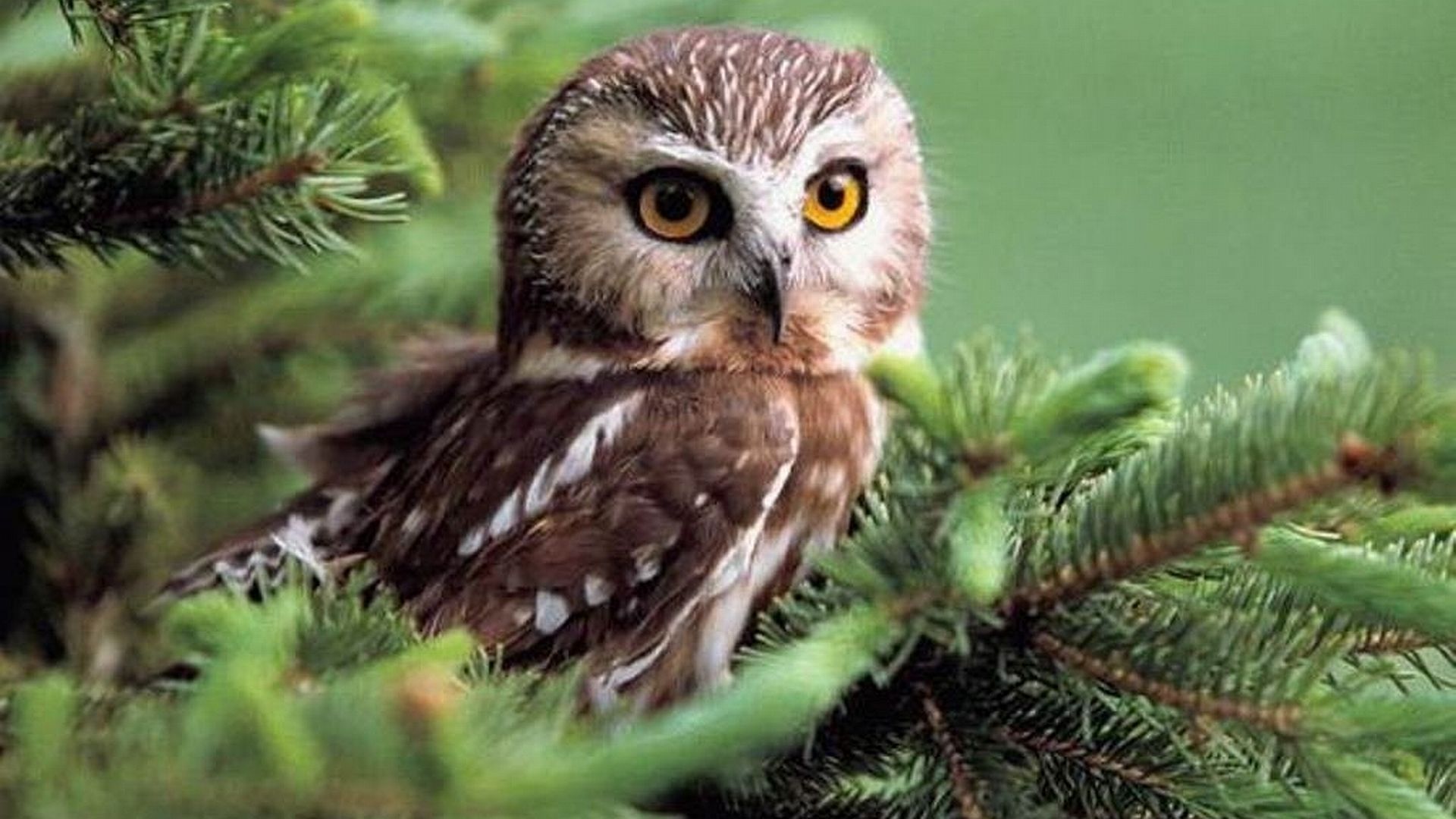 Owl Hd Wallpapers 1080p - HD Wallpaper 