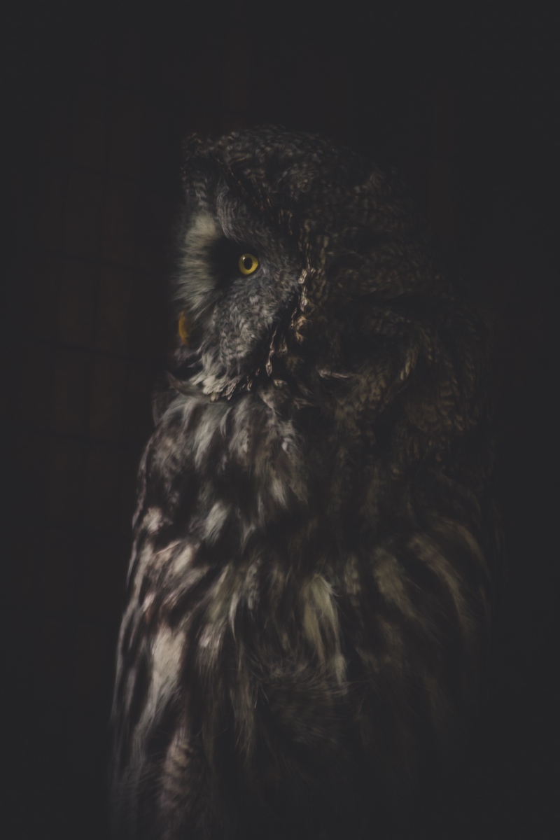 Wallpaper Owl, Bird, Dark, Predator, Looks, Turned - Dark Owl Wallpaper Iphone - HD Wallpaper 