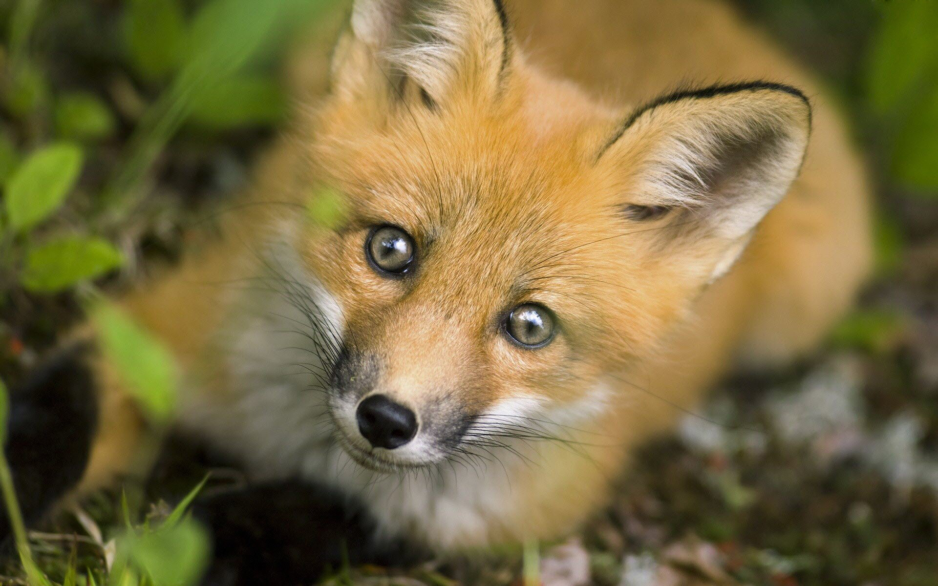 Pretty Fox Wallpaper - Fox Big Eyes Cute - HD Wallpaper 