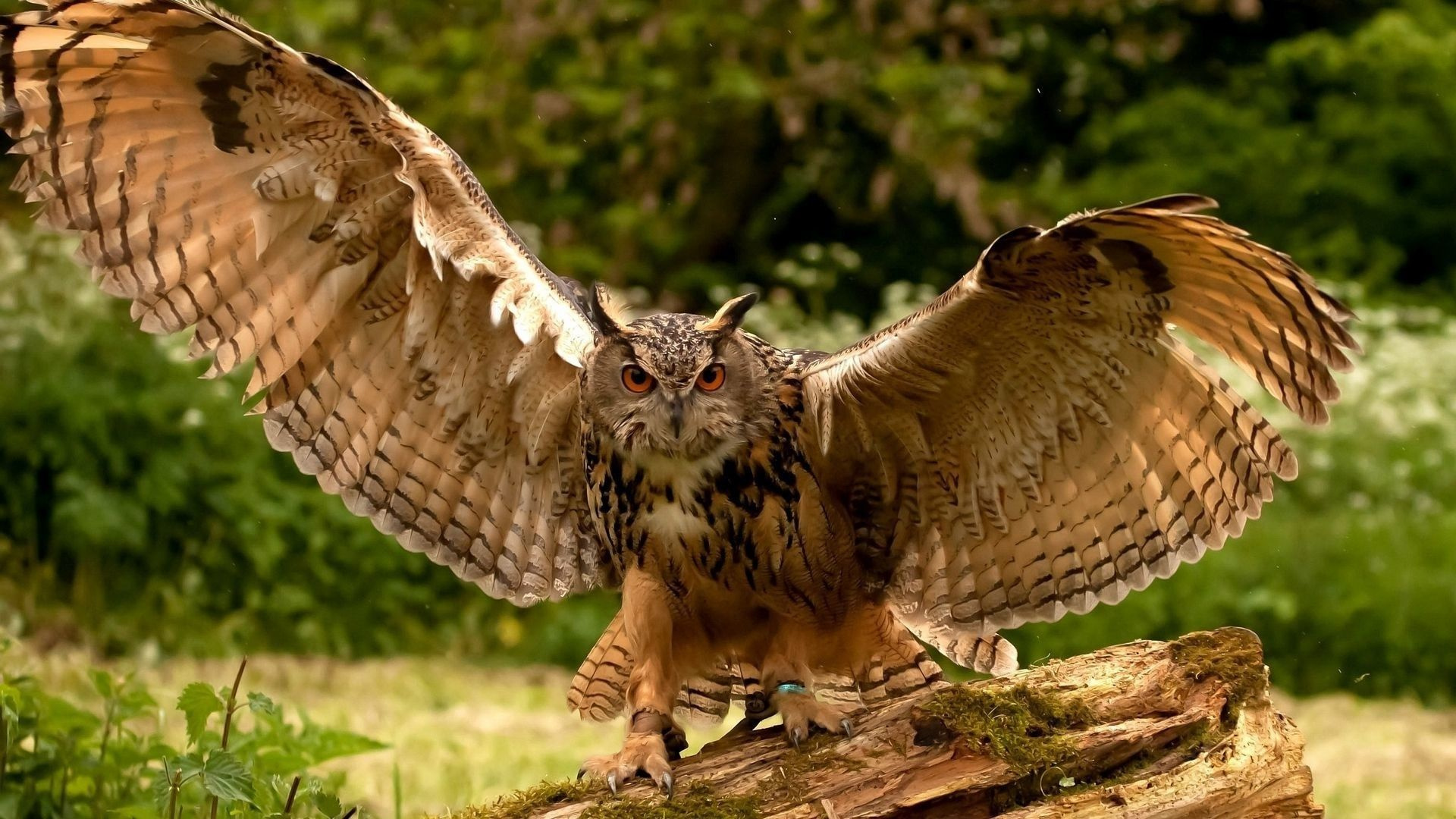Great Horned Owl Tattoo Fab Wallpaper Owl Angry Wing - HD Wallpaper 