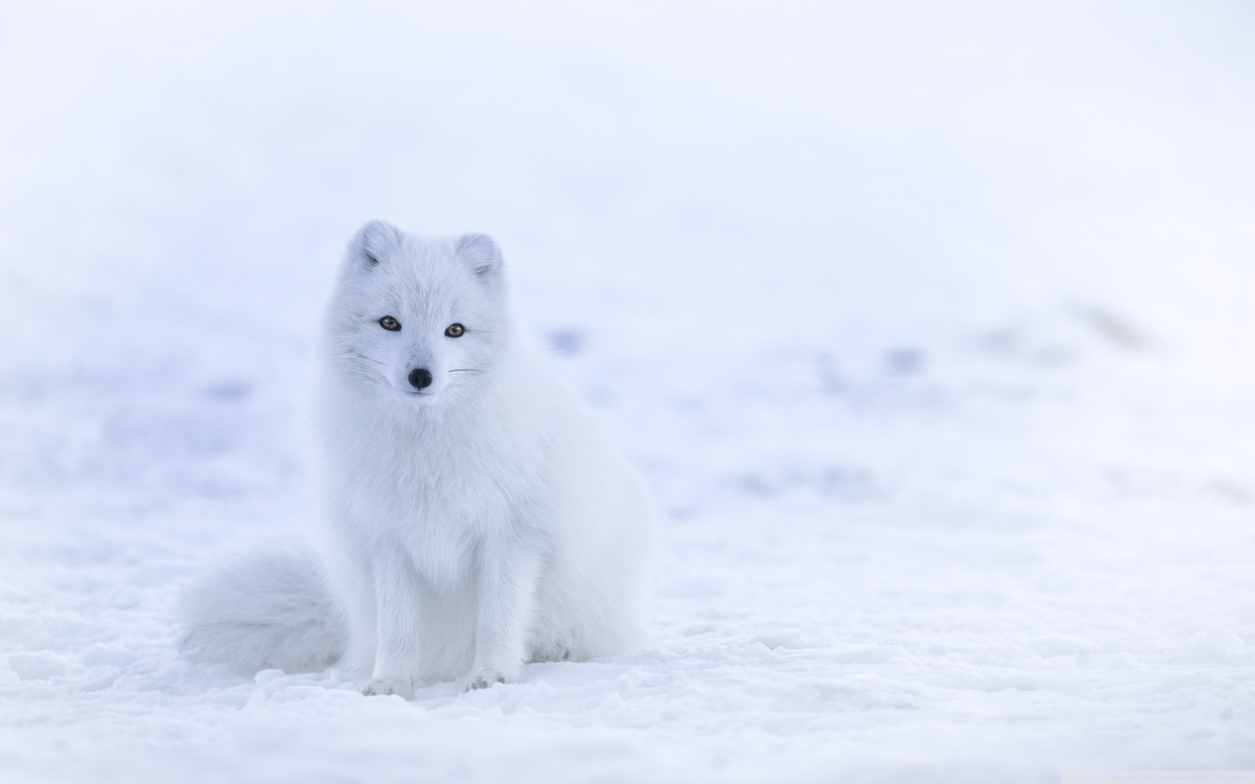 White Fox Wallpaper Hd - HD Wallpaper 