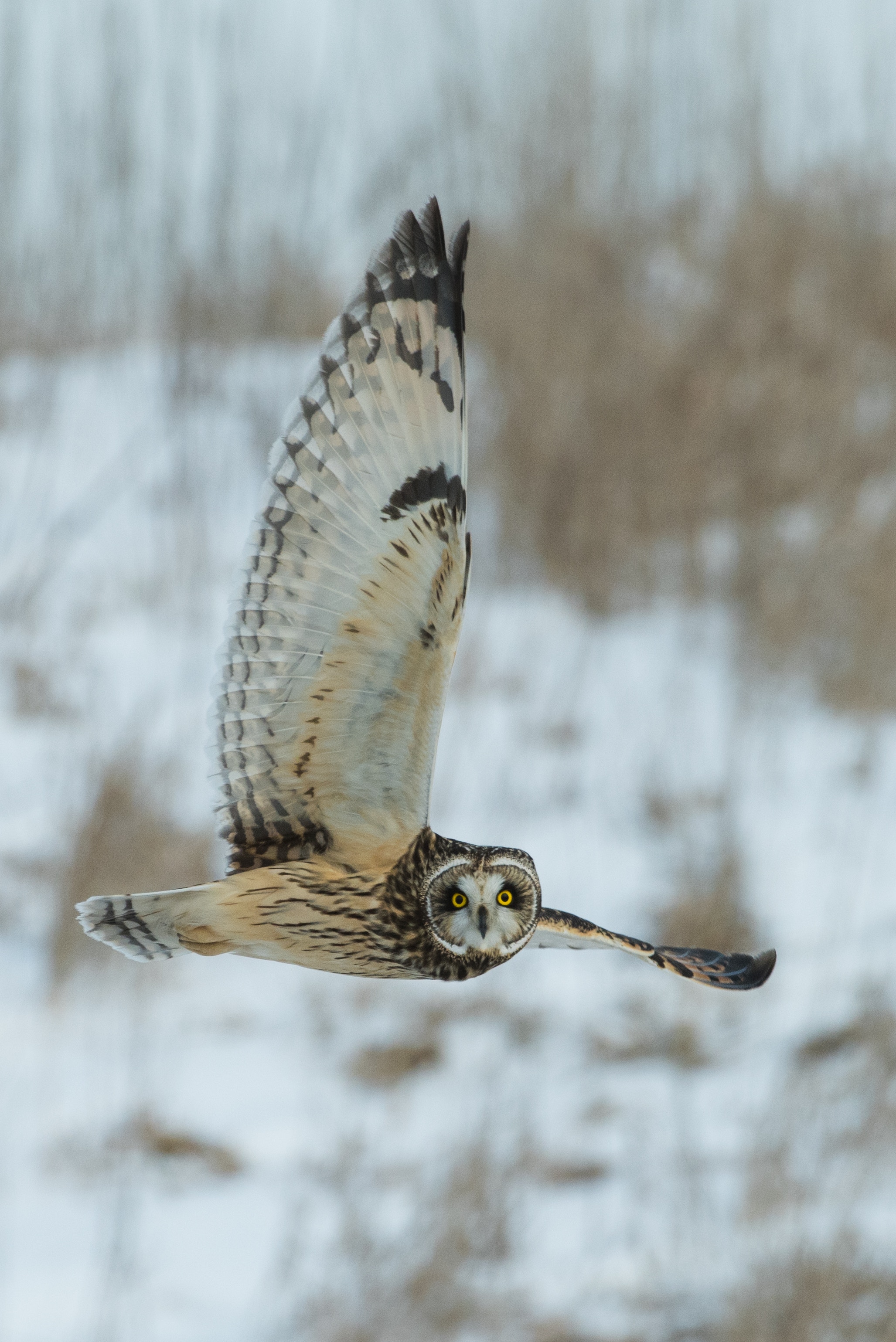 Grey Owl Wallpaper - Owl Aesthetic - HD Wallpaper 